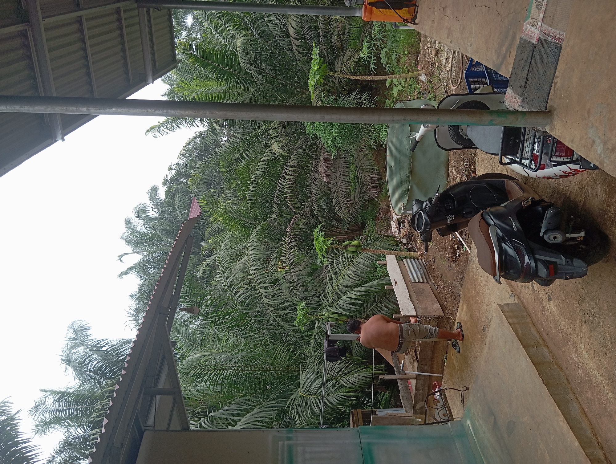 A shirtless man is seen from the back, wearing light-colored pants and flip-flops, standing at a sink and washing his hands outdoors. He is positioned to the left of the frame, facing away from the viewer. Behind him, clothes hang on a rack. The scene unfolds on a concrete patio. In the foreground, two scooters are parked: a black scooter on the left and a white and red scooter on the right. Beyond the patio, a dense backdrop of palm trees dominates the view, characteristic of the rural environment of Desa Retak Mudik, Indonesia. The sky is overcast. A green tarp is visible behind the scooters, and to the right, an orange sprayer is propped against a metal pole. The overall impression is of a simple, outdoor living space within a tropical, agricultural setting.