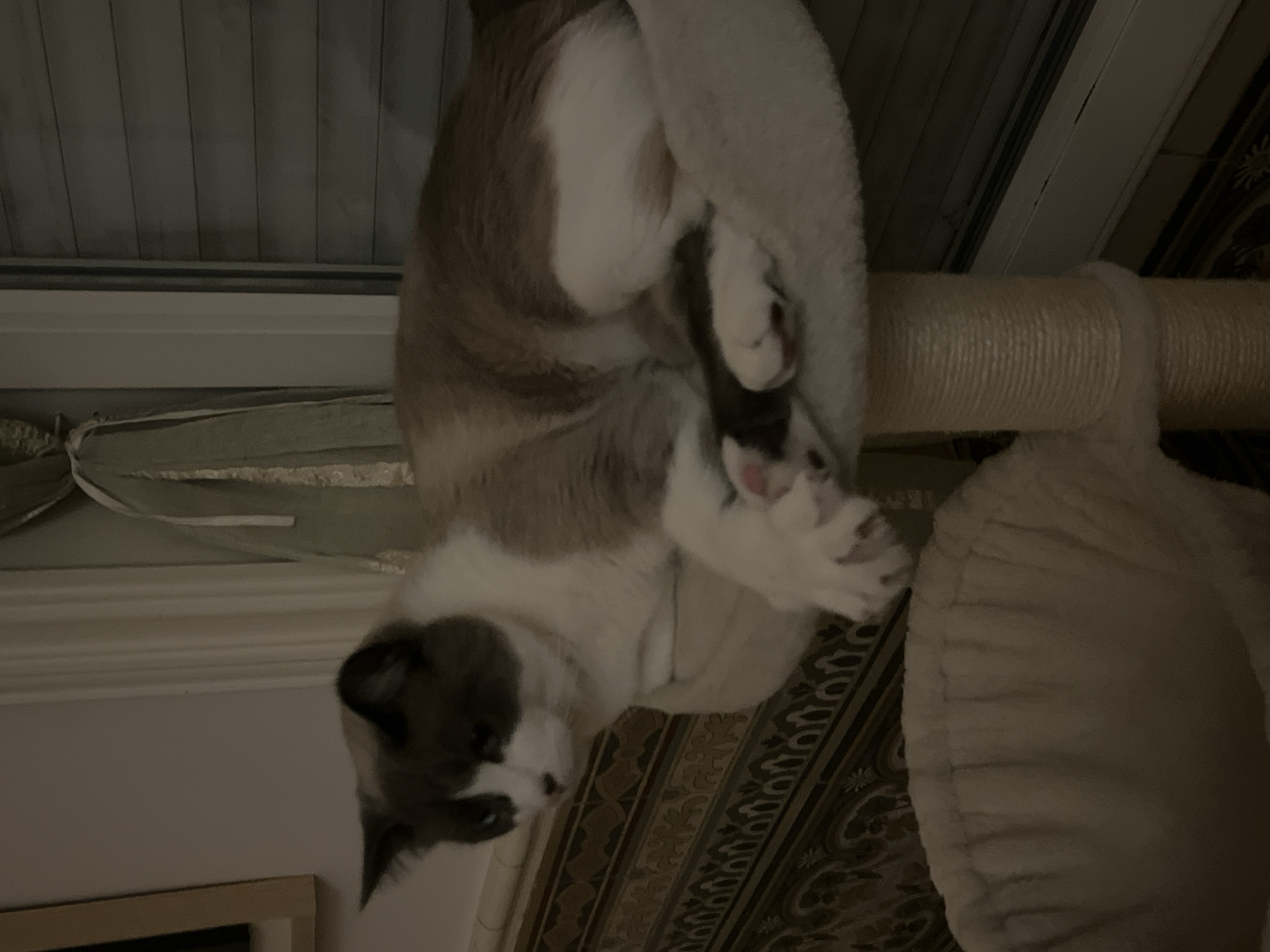 A grey and white cat is on a cat tree. The photo is taken indoors. There is no indication of the city of Montélimar, France.