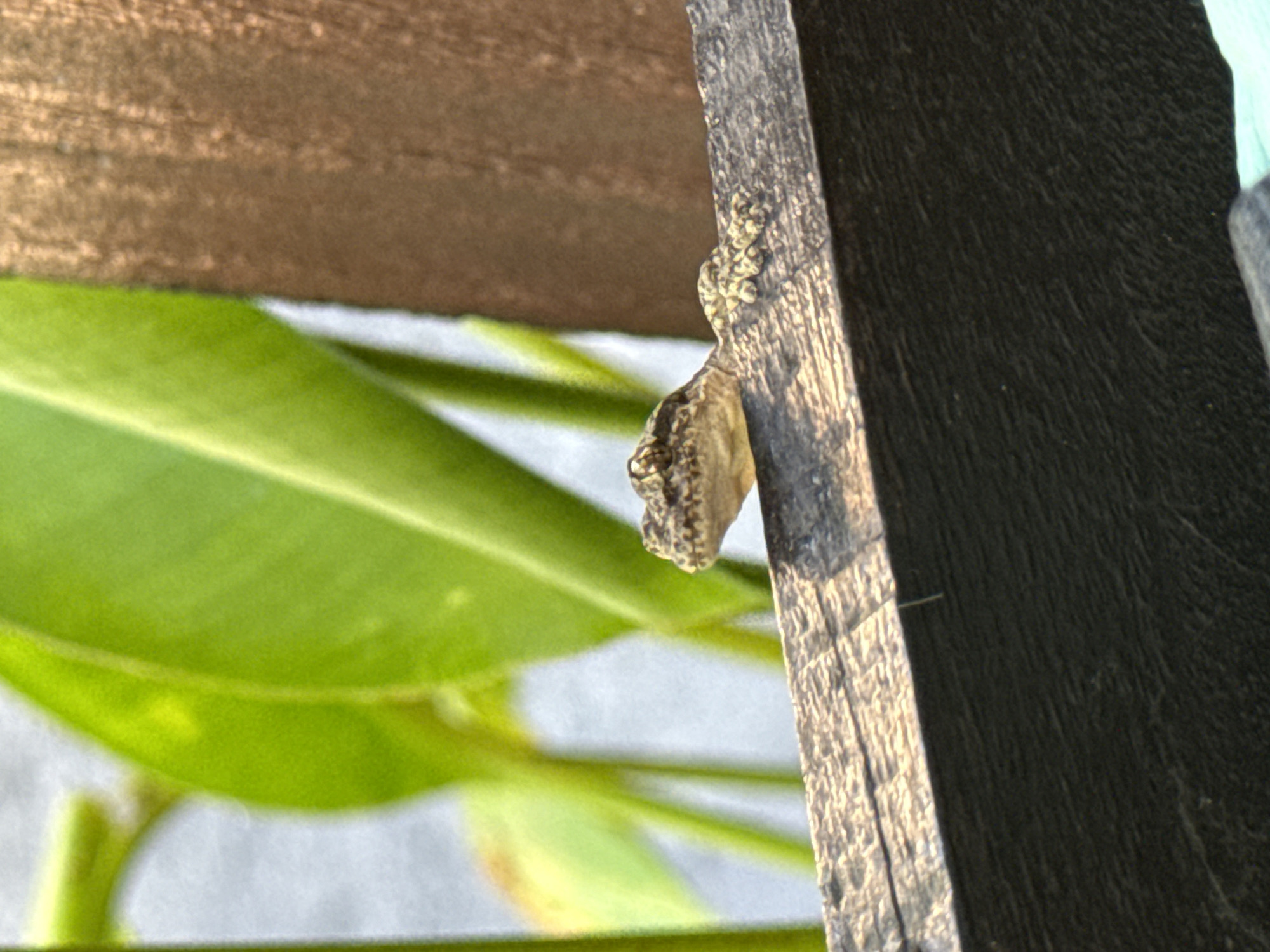 A close-up shot depicts a light brown gecko clinging to a wooden post, with green leaves visible in the blurred background. The location, inferred from the prompt, is Kuta, Indonesia. No people are visible. The gecko's head and upper body are in focus, exhibiting its textured skin. The wooden post is rough-hewn and shows signs of weathering. The scene is illuminated by natural light.