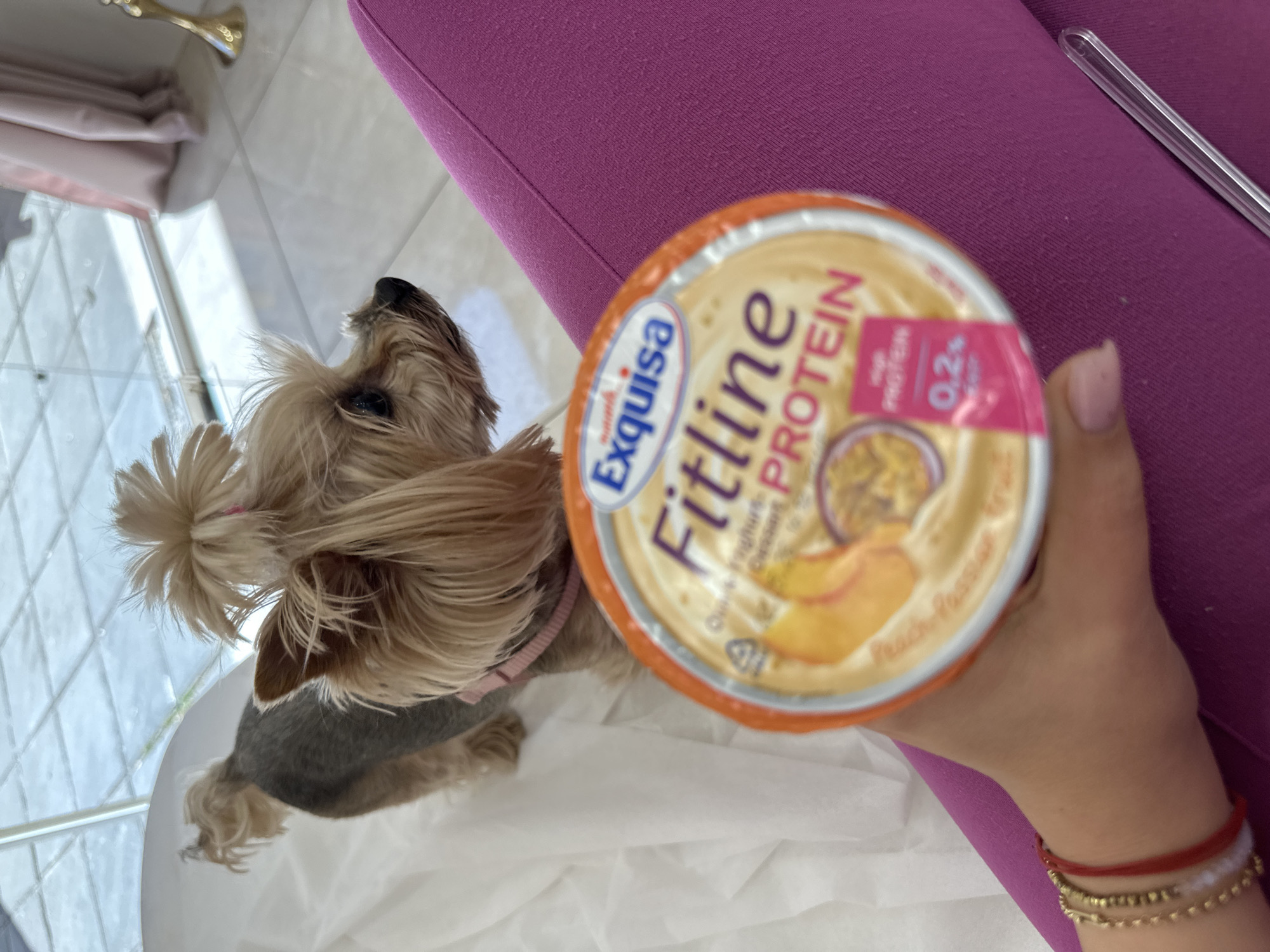 A medium shot of a hand holding a yogurt container, next to a small dog with its hair in a topknot, is captured in an indoor setting. The yogurt container is labeled "Exquisa Fitline Protein," with peach passionfruit flavor. The dog, a Yorkshire Terrier, is wearing a pink collar. The person holding the yogurt has bracelets on their wrist. The background includes a magenta sofa and a glimpse of the outside through a window, suggesting a location in Sofia, Bulgaria, based on the Exquisa brand being available in that region. The setting suggests a domestic environment.