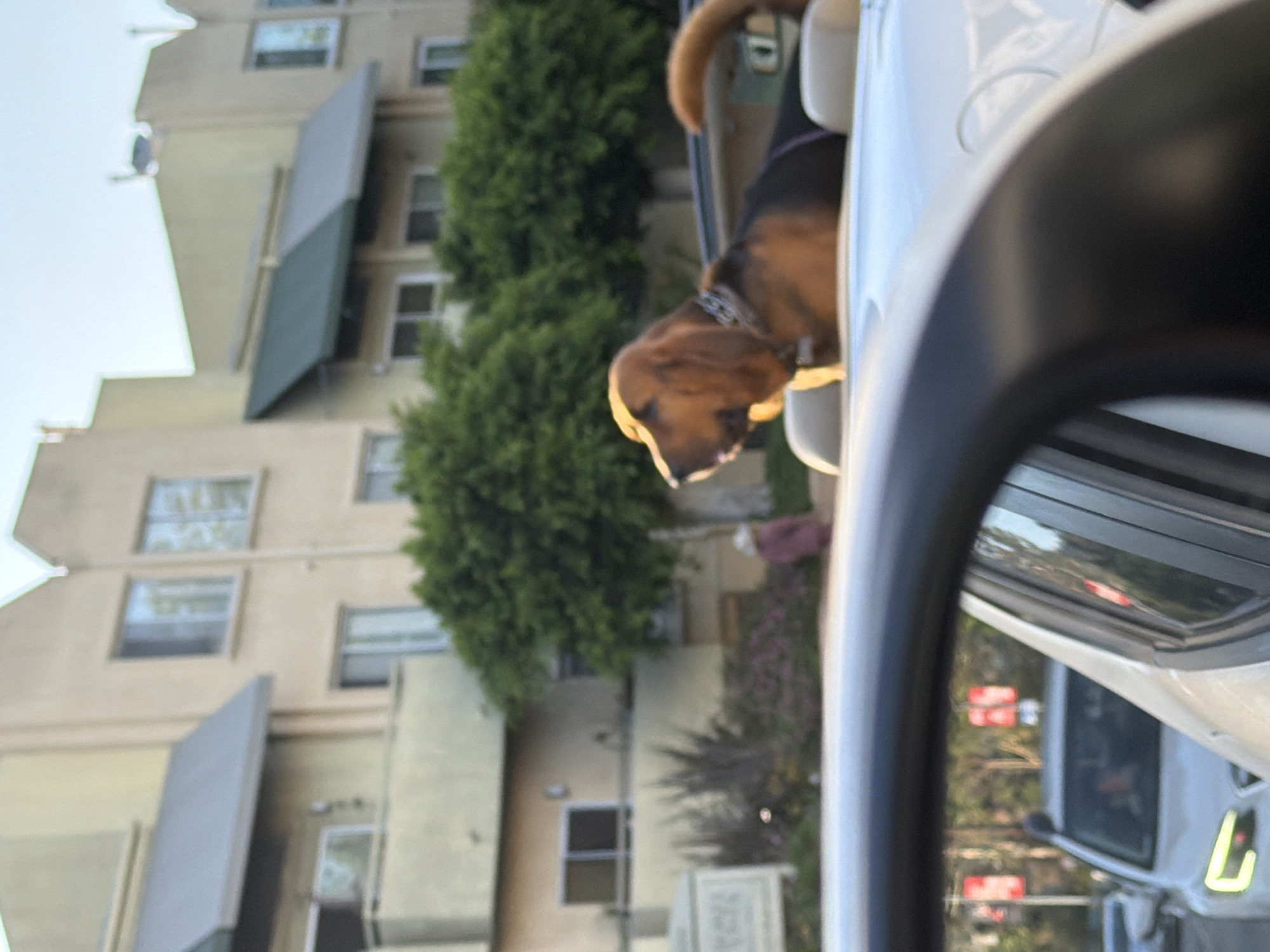 A bloodhound with brown and black fur is sitting in the back of a convertible car. The dog is looking to the left. The car is white. In the background, there are beige buildings and green trees. The sky is light blue. The image is taken from the perspective of someone inside another car, looking towards the convertible. The buildings appear to be apartment buildings.
