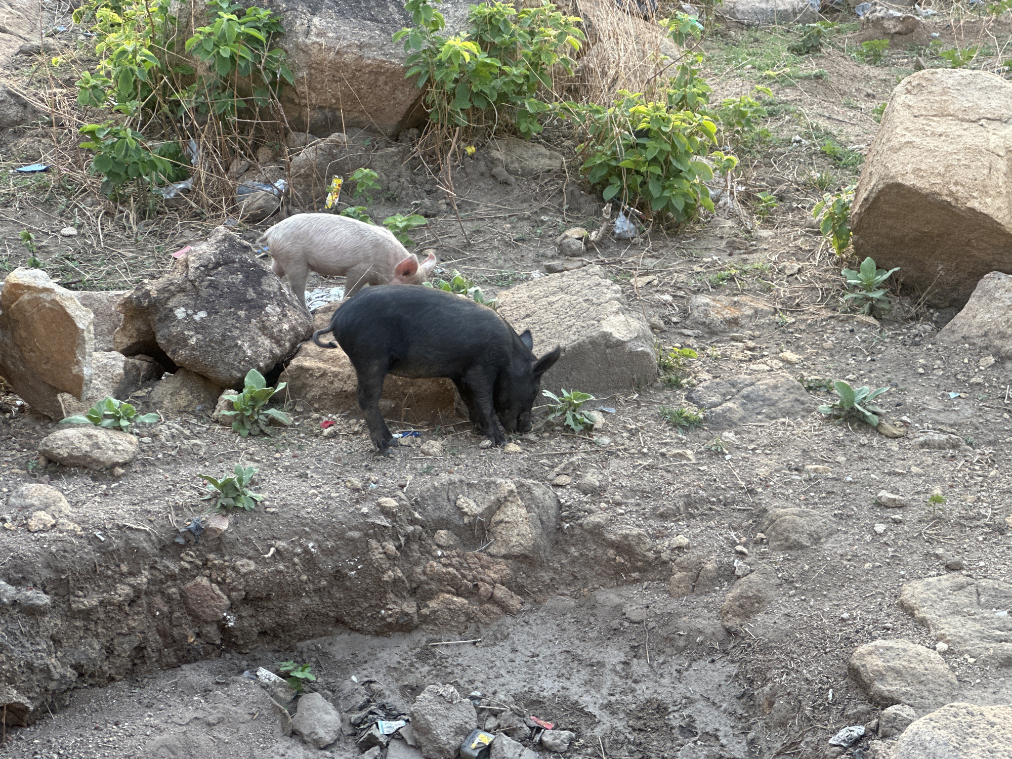 The image depicts two domestic pigs, one black and one pink, foraging among rocks, sparse vegetation, and discarded litter in what appears to be a semi-urban environment. The scene includes a visible drainage ditch in the foreground and is located in Jos, Nigeria. No people are visible. The environment suggests a transitional zone between settled areas and natural terrain.