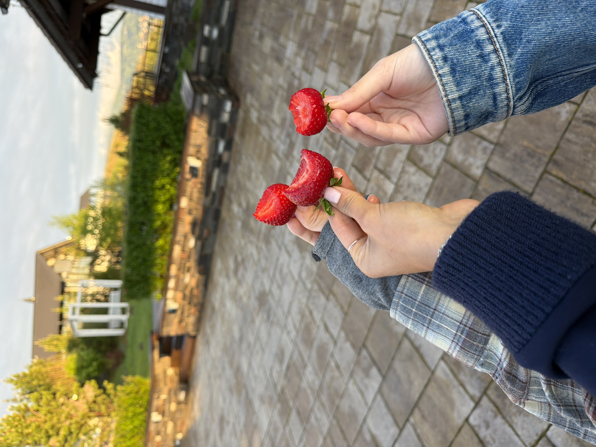 Two individuals are holding strawberries outdoors, possibly in a residential area of Элита, Russia. One person, wearing a blue denim jacket, holds a single, whole strawberry. The second person, clad in layered clothing consisting of a gray shirt, a plaid shirt, and a navy blue sweater, presents two strawberries, both of which appear to have been bitten into. The background features a brick building, greenery, and a white gazebo-like structure. The ground is paved with rectangular stone tiles.