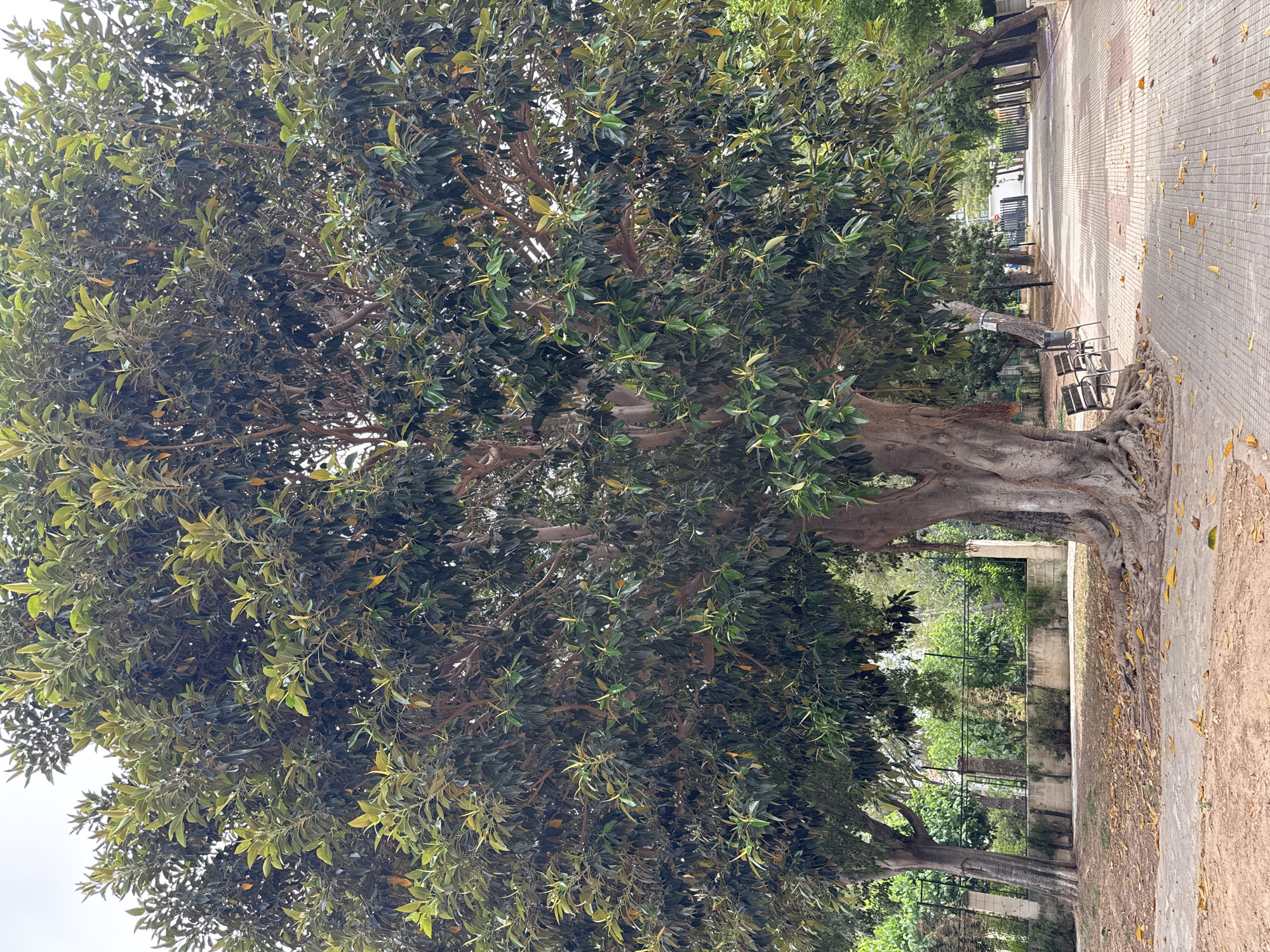 This is a full-frame, eye-level shot of a park in Benirredrà, Spain, featuring a large, mature ficus tree with a thick, gnarled trunk and extensive canopy of dark green leaves. The tree is in the foreground, slightly to the left of center, with its exposed roots spreading across the ground. To the right of the tree, a paved pathway lined with trees stretches into the distance. Two park benches are situated beneath the ficus tree, on the left side of the pathway. Fallen yellow leaves are scattered on the ground and pathway around the tree and benches. A low stone wall with a metal fence runs along the back of the park area, behind the ficus tree. The sky is overcast, suggesting a cloudy day. No people are visible in the image.