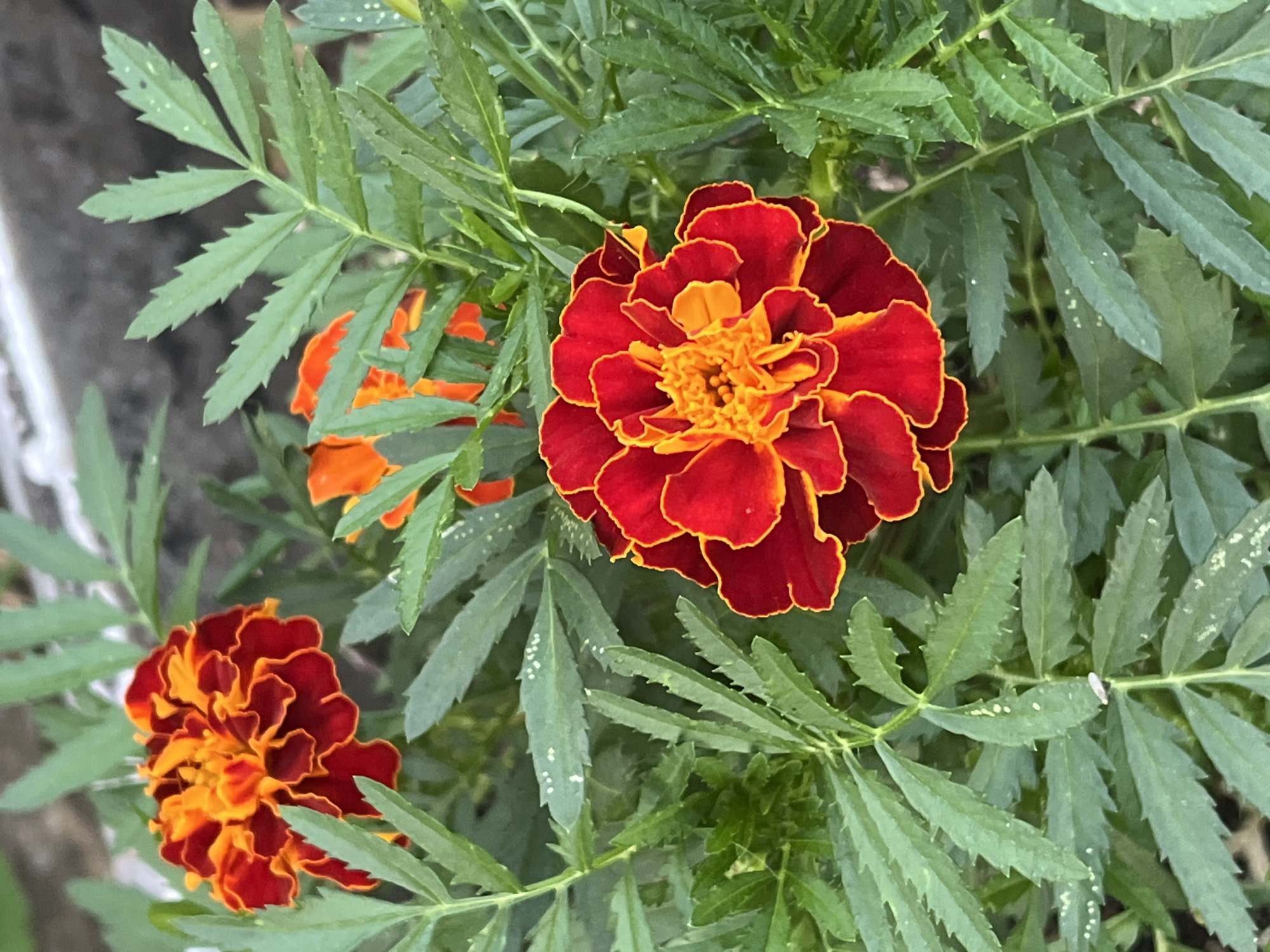 The image shows a close-up view of several marigold flowers with vibrant red and orange petals, nestled amongst lush green, serrated leaves. The flowers are in focus, with their intricate petal structures clearly visible. In the background, some of the marigold flowers are slightly out of focus, creating a soft bokeh effect. The lighting appears natural, suggesting an outdoor setting. There are no people or animals present in the image. The scene is devoid of any man-made structures or urban elements, indicating a natural or garden environment. The specific location in Panteleevka, Russia, cannot be determined from the visual information provided in the image.