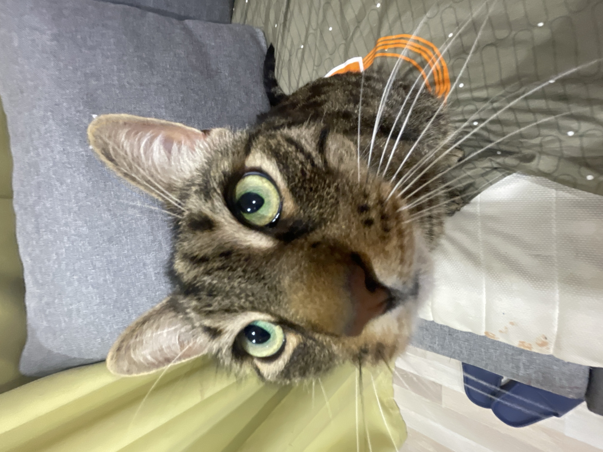The image shows a close-up, head-on, eye-level shot of a tabby cat. The cat is looking directly at the camera with its bright green eyes. The cat's fur is a mix of brown, black, and grey stripes. Its nose is a pinkish-brown color, and its whiskers are long and white. The cat is wearing a grey garment with orange stripes around its neck. The background is out of focus, but appears to be an indoor setting with a yellow curtain and a grey cushion or pillow. There are no visible humans or specific city landmarks. Therefore, the location in the city of ЖК «Борисоглебское», Russia cannot be determined from this image.