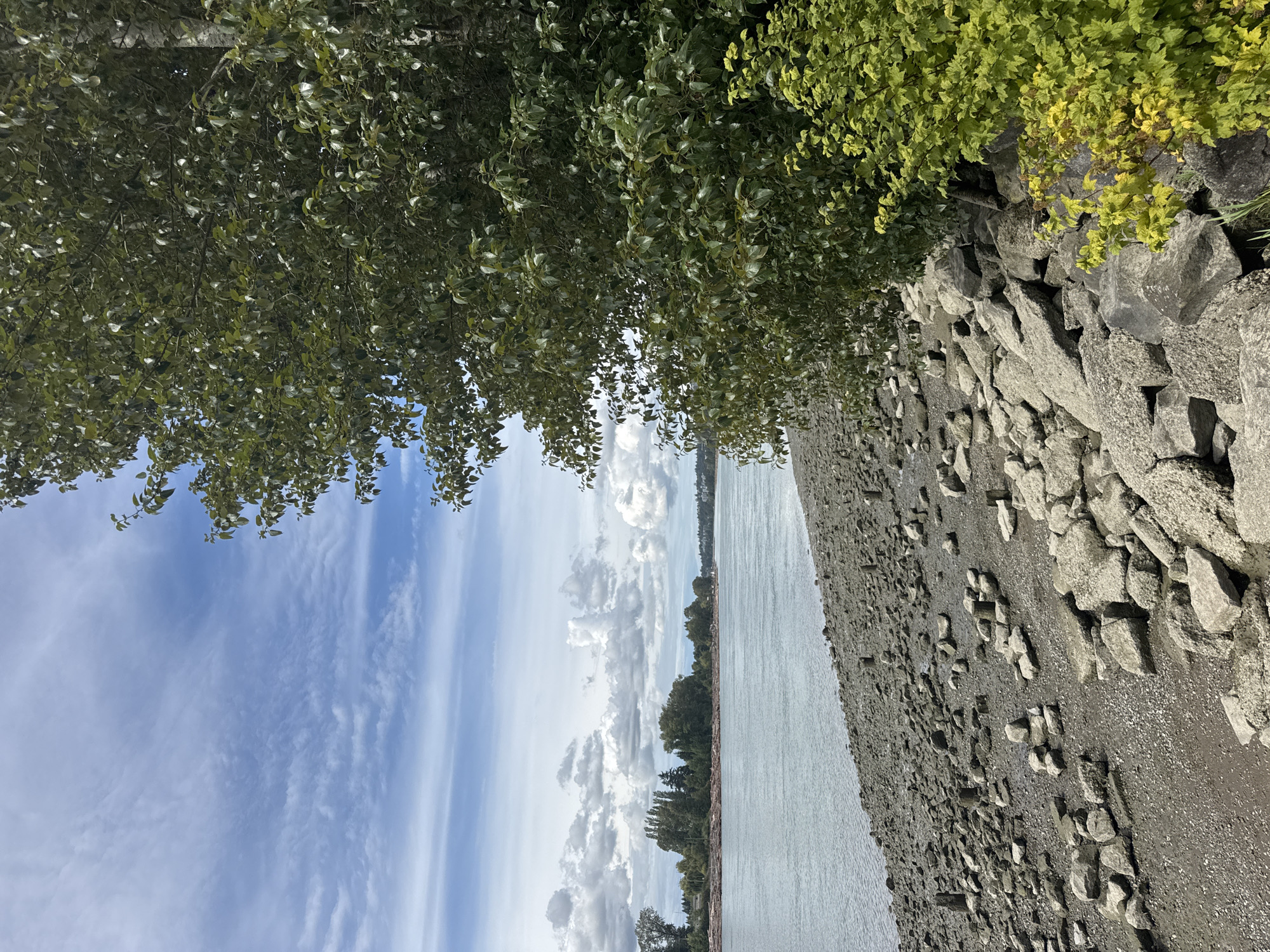 The image depicts a view of the Fraser River in Burnaby, Canada. The foreground is dominated by a rocky shoreline littered with various sizes of gray stones and some wooden posts. To the right, a large tree with lush green leaves stands tall, partially obscuring the view of the river. The river itself is calm and reflects the light blue sky, which is dotted with scattered white clouds. In the distance, across the river, a tree-lined shore is visible, with some buildings subtly appearing along the horizon. The overall scene is natural and serene, showcasing a waterfront landscape.