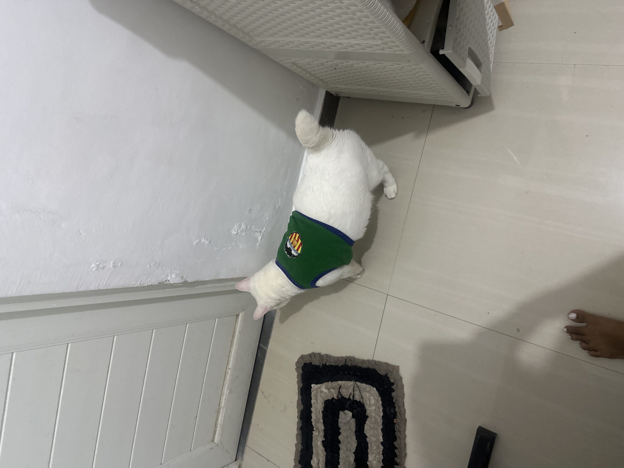 An indoor scene in Sukawati, Indonesia, features a white cat wearing a green vest with a multi-colored emblem patch on its back, standing on a light-colored tiled floor. The cat's back is oriented towards the viewer, and it faces a white, horizontally paneled door. A rectangular woven mat with alternating black and grey stripes is positioned on the floor directly in front of the door. The emblem patch on the cat's vest displays a shield design with vertical yellow and red stripes, topped by a darker segment containing white or grey abstract shapes, consistent with variations of the Coat of Arms of Valencia. The white wall to the right of the door frame exhibits localized areas of peeling paint and plaster. Adjacent to the cat's right flank, a light-colored, possibly plastic or woven, storage unit is partially visible, with its bottom panel appearing partially open or dislodged. A bare human right foot with white-painted toenails is visible in the lower-left quadrant of the frame, alongside a distinct shadow cast upon the tiled floor.