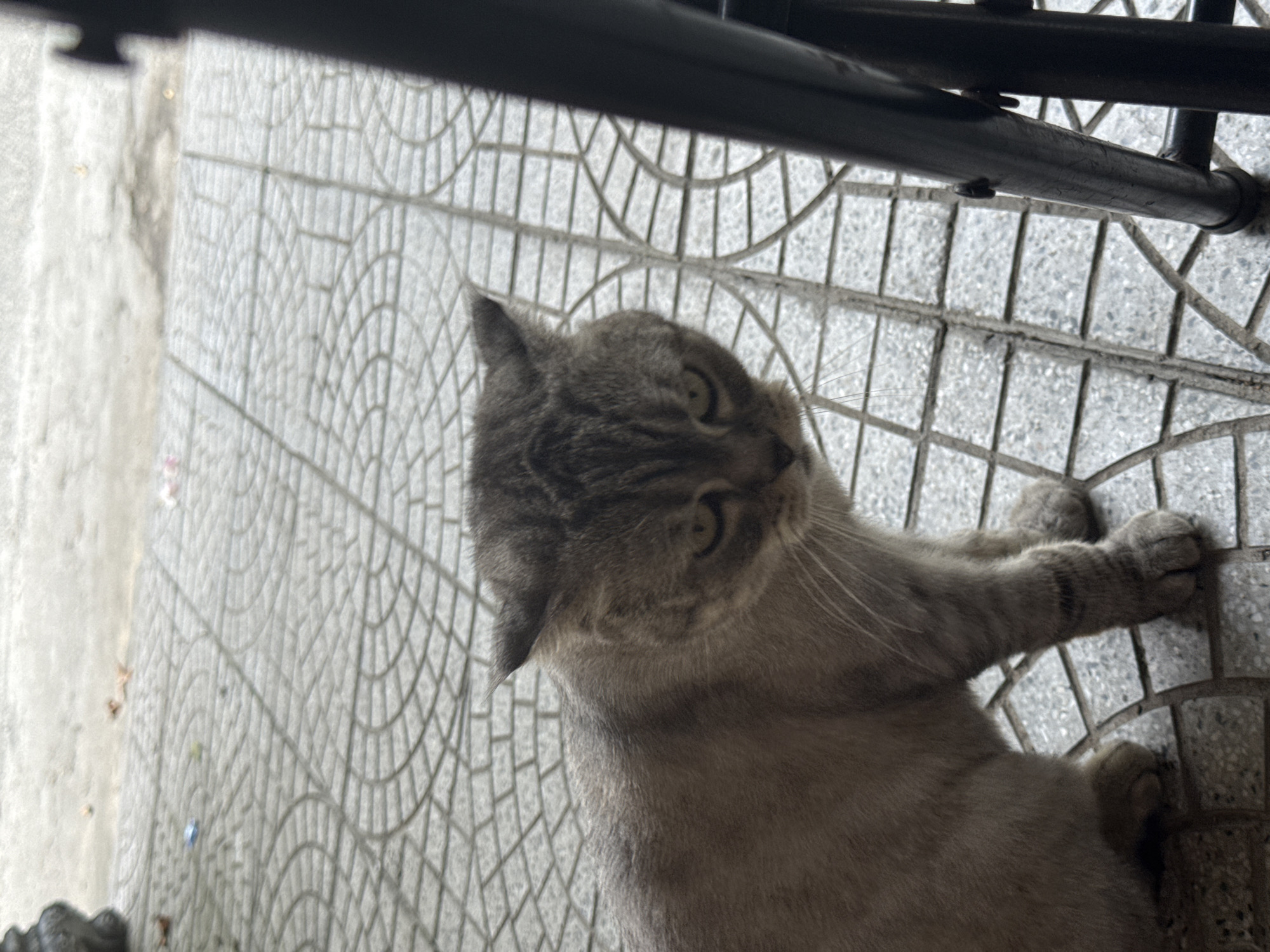 A gray tabby cat lies on a tiled surface patterned with interlocking semi-circles. The cat is positioned under a dark-colored metal structure, possibly a chair or table. The tiling extends to the left edge of the frame, and light-colored concrete is visible along the upper left edge. The cat's head is oriented upward and slightly to the left, with one paw extended. The image provides insufficient information to determine a specific location within the city of Đà Nẵng, Vietnam.