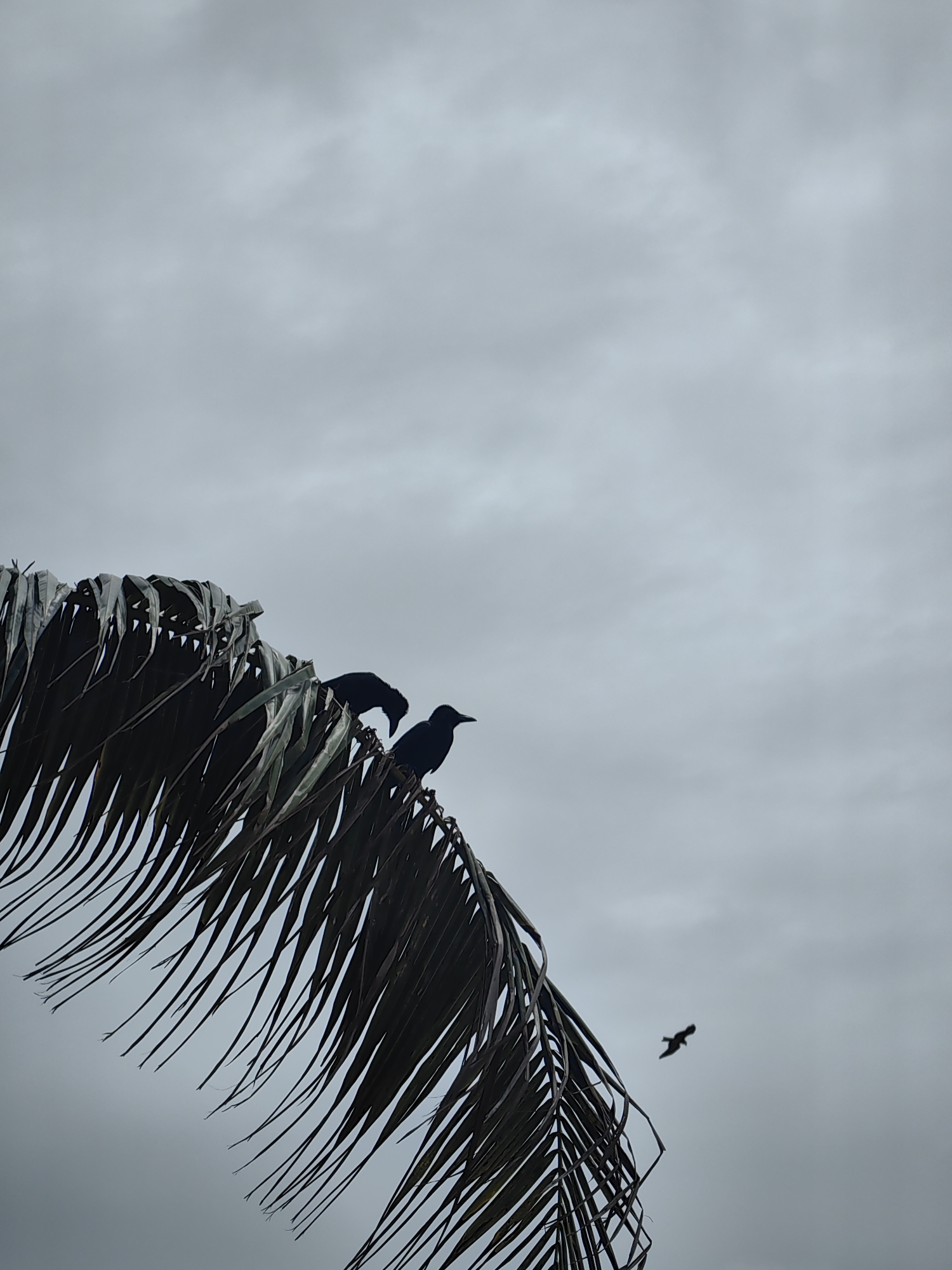 In Mumbai, India, under an overcast sky, two black birds are perched on the fronds of a palm tree. One bird is facing down, as if foraging, while the other is looking to the right. Further in the distance, a single bird is in flight. The palm fronds are dark and appear dry, fanning out against the muted grey sky.