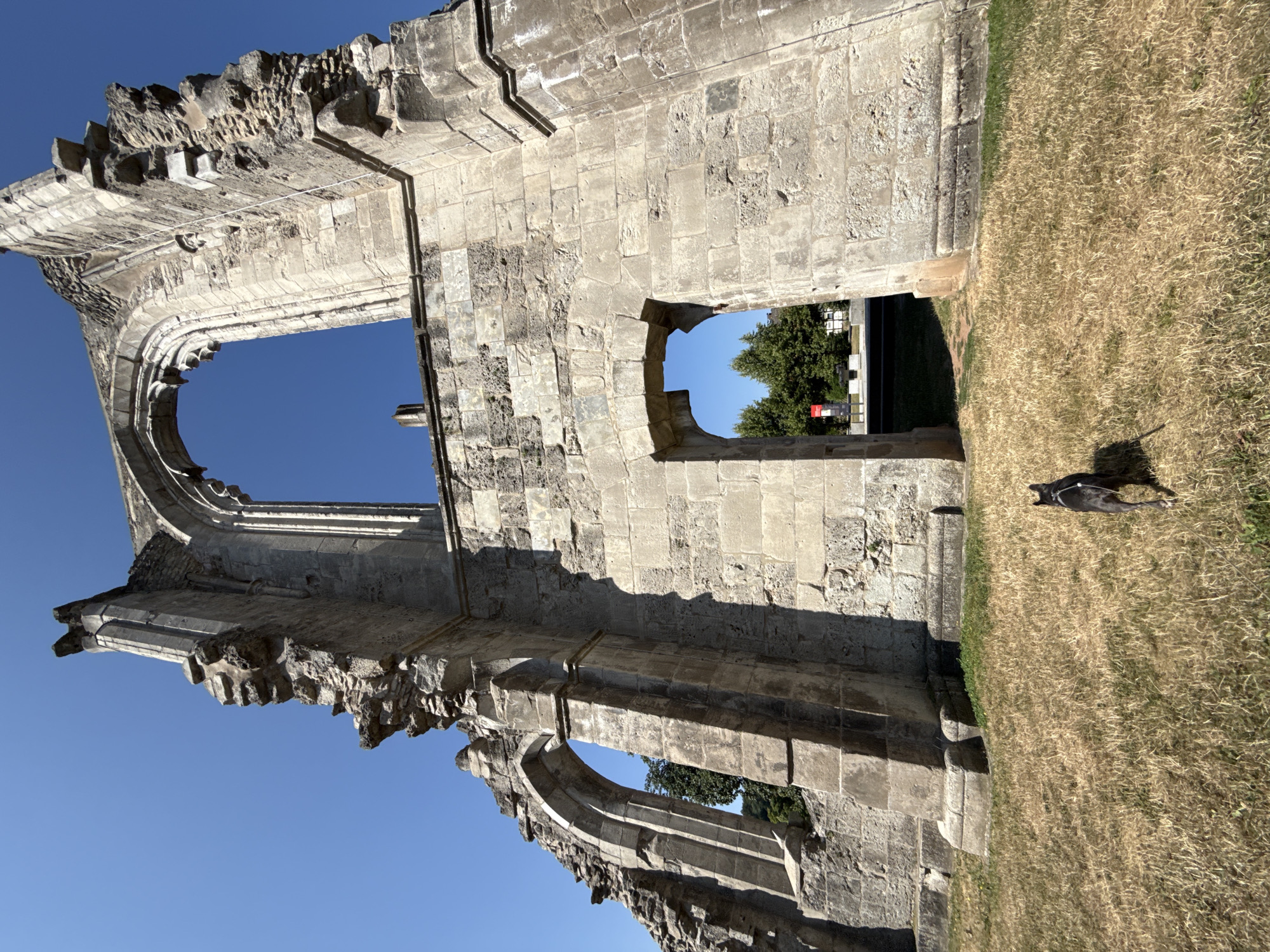 The image shows the ruins of the Walkenried Abbey in Walkenried, Germany, against a clear blue sky. The stone ruins are weathered and crumbling, with large arched openings exposing the sky and trees beyond. In the foreground, a dog with dark fur is walking on dry, golden grass towards the ruins. The dog is on a leash. The scene conveys a sense of historical decay and natural beauty.