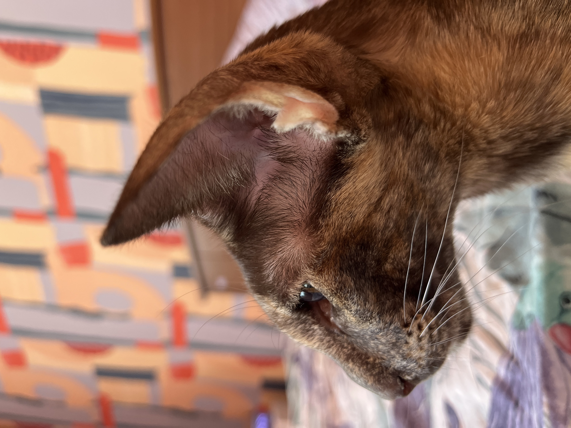 This media file is a close-up, eye-level portrait of a domestic cat's head, specifically featuring its right side, taken in Chaikovsky, Russia. The cat's head is oriented to appear on its side in the frame. The primary subject is a cat with short, glossy fur displaying a mix of rich brown, reddish-brown, and black tones, characteristic of breeds like an Abyssinian or a similar tabby pattern.
Notable details include the cat's prominent right ear, which has a distinct pink interior lined with fine, light-colored fur, contrasting with the darker fur on the exterior. Its right eye, dark in color, shows clear reflections of ambient light. A cluster of long, white whiskers extends prominently from the cat's snout area. The cat's expression appears calm and neutral, with its eye open but not intensely focused on the viewer.
The background is significantly blurred, creating a shallow depth of field that highlights the cat. The background consists of abstract geometric shapes and patterns in shades of orange, red, grey, and hints of light blue or purple, likely from a soft furnishing such as a blanket, pillow, or curtain. The lighting suggests an indoor setting, possibly with natural light from a window or soft artificial lighting. No activity is actively taking place; the cat appears to be still, possibly resting or observing its surroundings. There is no visible text in the image.