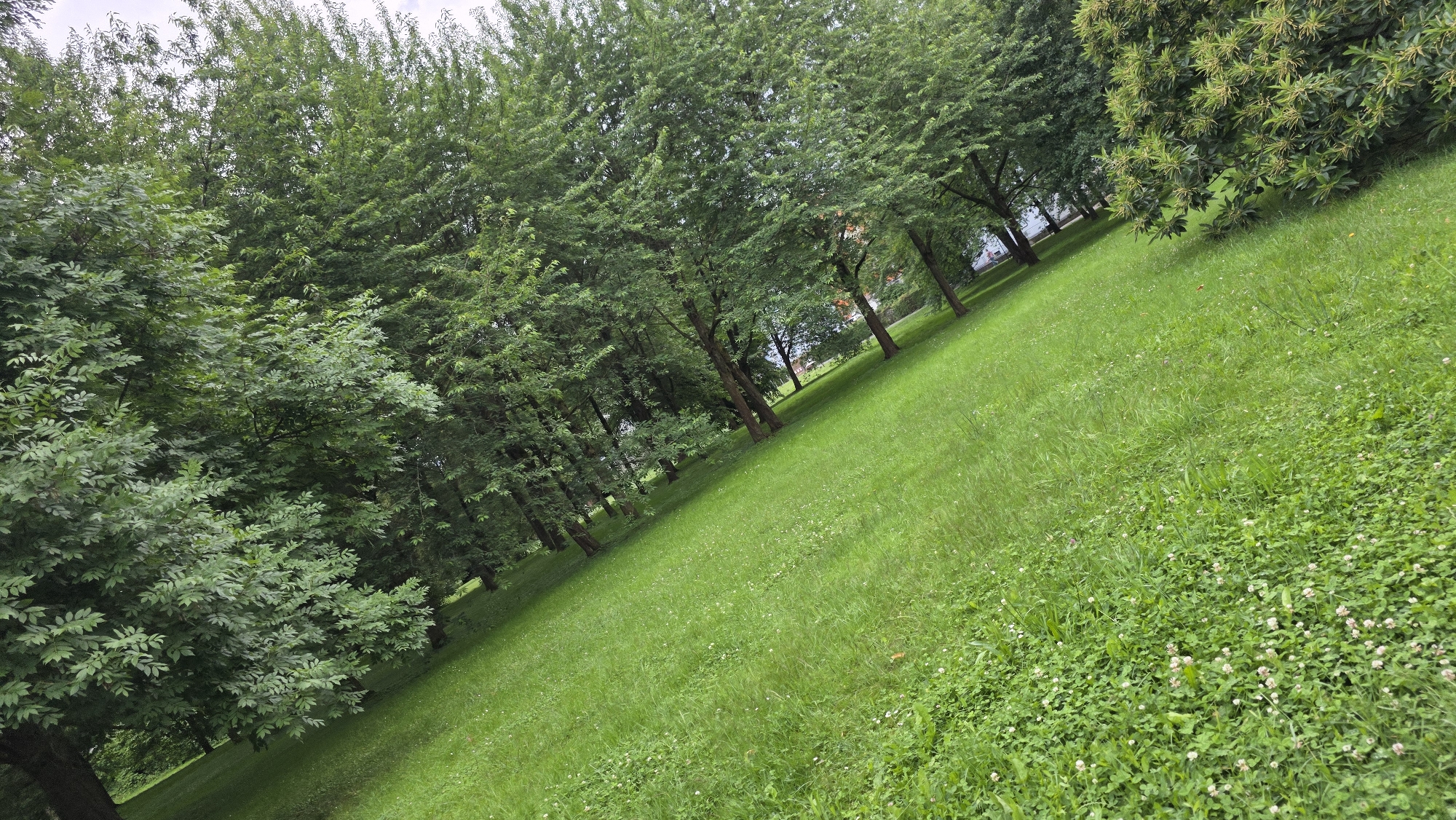 A diagonal shot depicts a grassy park with a line of trees on the left and a grassy slope on the right, extending into the distance. The trees are dense and leafy, casting shadows on the grass. Small white flowers are scattered throughout the grass, particularly on the right side of the image. The sky is overcast.