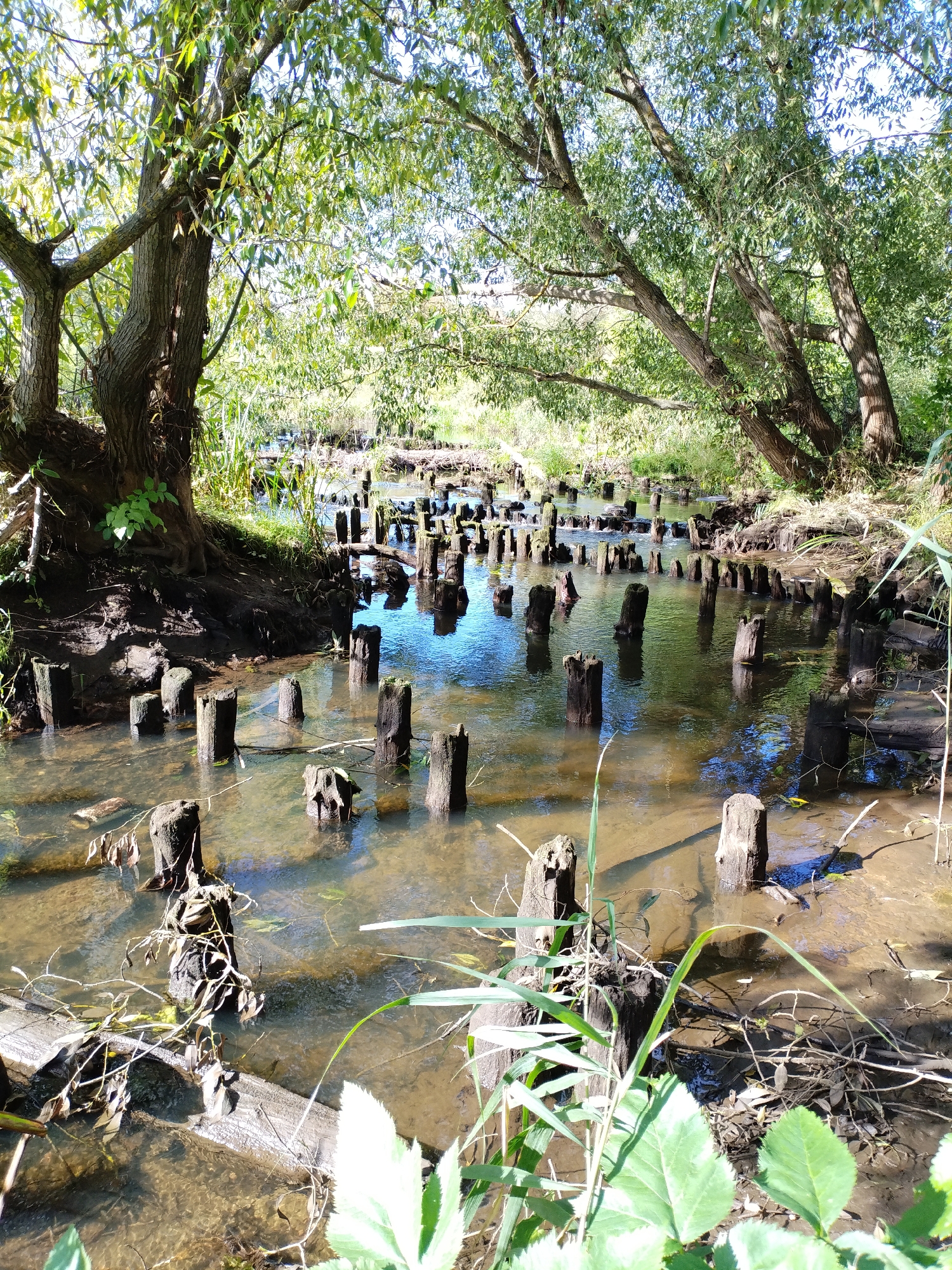 The image depicts a shallow, calm body of water, likely a river or stream, with numerous weathered wooden posts submerged and protruding from the water. These posts are arranged in a somewhat haphazard pattern, suggesting they might be remnants of a former structure, possibly a bridge or pier. The water is clear enough to reveal a muddy or sandy bottom in places, and fallen branches and debris are visible. Lush green foliage, including large trees with dense canopies and smaller plants, lines the banks of the waterway, creating a natural, overgrown environment. The sunlight filters through the leaves, casting dappled shadows on the water and the wooden posts. The scene appears tranquil and untouched, characteristic of a natural landscape. The context provided indicates this scene is located in the city of Bialynichy, Belarus. There are no people or animals visible in the image.