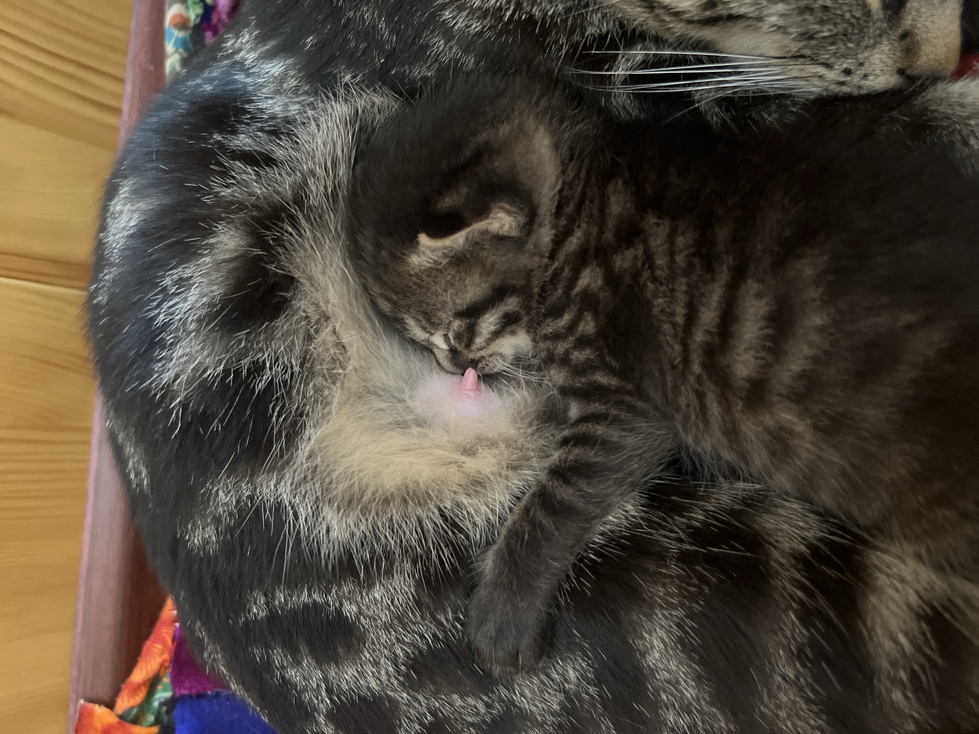 A close-up, overhead shot shows a mother cat, with dark grey and black tabby markings, resting on a colorful woven blanket. Her kitten, also a tabby with darker stripes, is nestled against her belly, feeding from her teat. The kitten’s head is turned towards the mother, with its small pink tongue visible. The background appears to be a wooden surface. This image does not provide any information about the city of Kotormo, Kyrgyzstan.