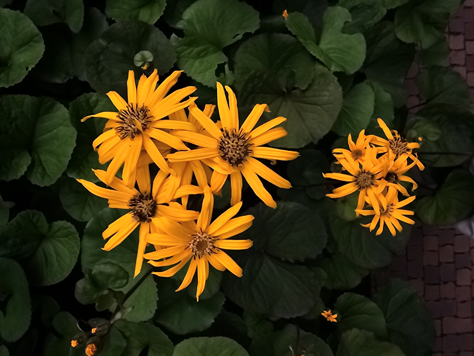 The image displays a cluster of bright orange flowers with dark centers, resembling sunflowers, against a backdrop of dark green foliage. The flowers are the primary subjects, with several large blooms in the upper portion of the frame and a smaller cluster towards the bottom. The foliage is dense and appears to be ground cover or low-lying plants. In the lower left corner, a section of brickwork is visible, suggesting an outdoor urban setting. The lighting is somewhat dim, creating a dramatic contrast between the vibrant flowers and the darker surroundings. There are no people or animals present in the image. The scene is static and appears to be a still photograph of a garden or landscaped area.