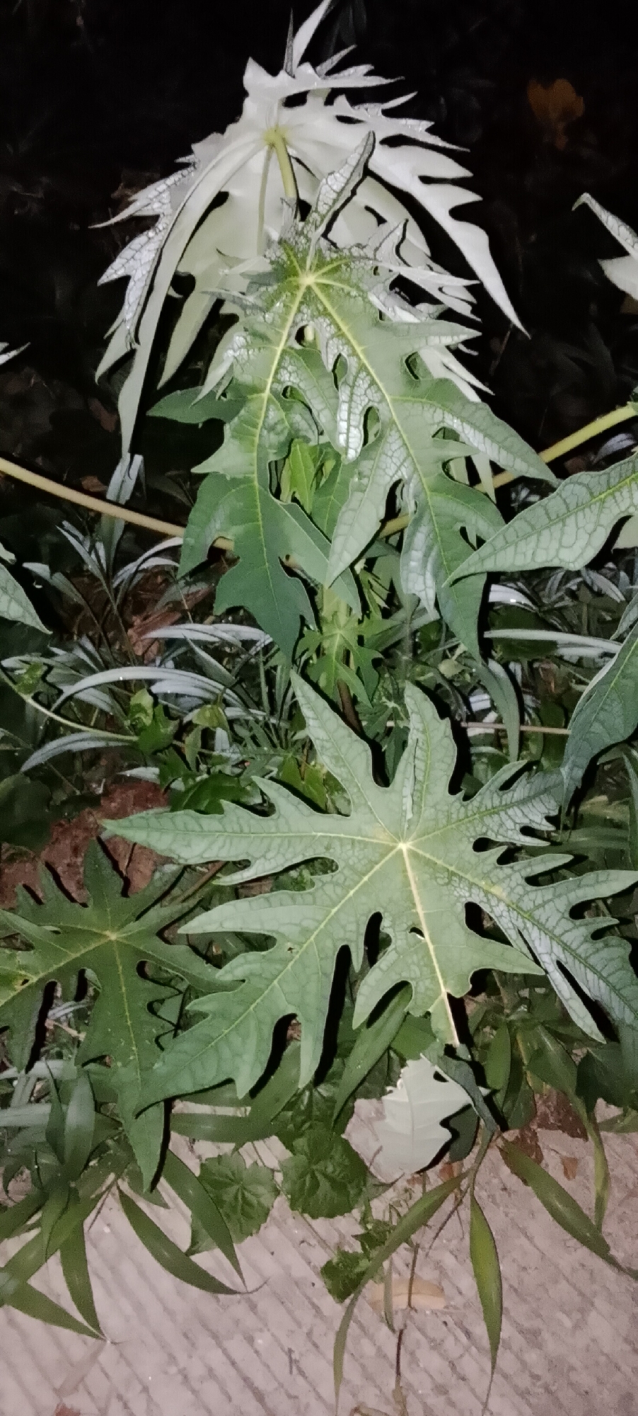 A close-up, eye-level shot captures a plant with large, green, deeply lobed leaves, some of which are variegated with white and silver patterns. The leaves are wet, suggesting recent rain or dew. In the background, darker foliage and a dark, out-of-focus area are visible. The lower part of the image shows a textured, light-colored surface, possibly a paved area or tiles. The scene appears to be outdoors, with no people or animals present.
