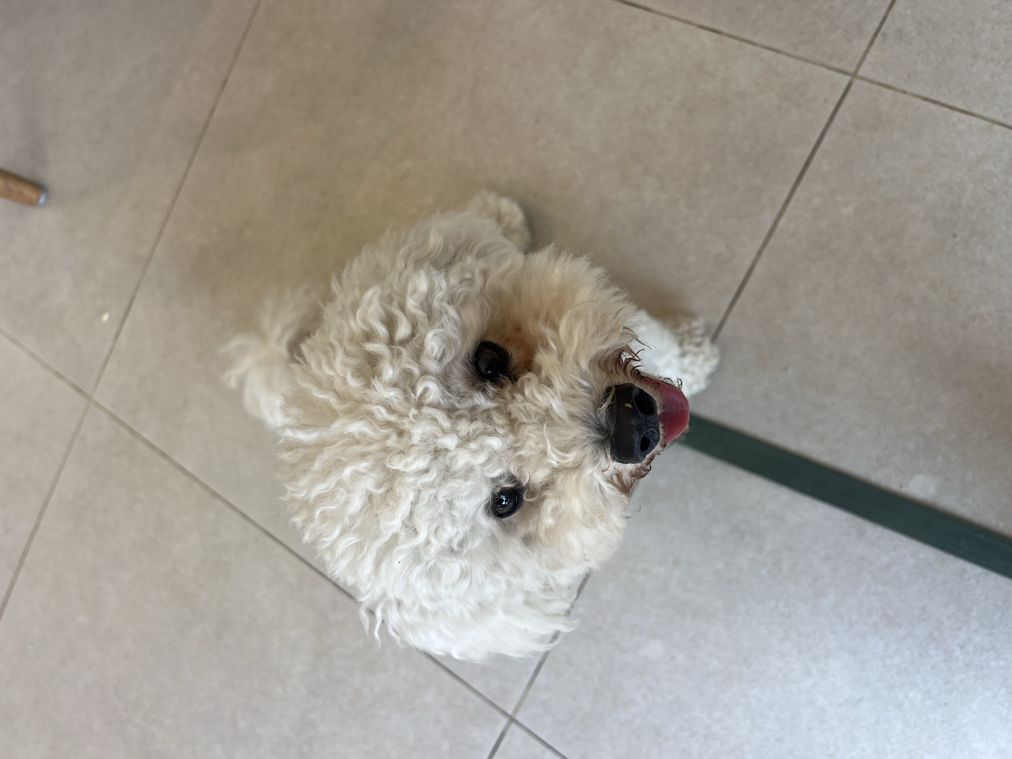 A medium shot photograph captures a Bichon Frise dog from a high angle, looking directly at the camera. The dog has fluffy white fur and its tongue is sticking out. It is standing on a tiled floor. A dark green ribbon or leash is visible diagonally across the bottom left of the image, partially obscuring the tiles. The background consists of light-colored square tiles with dark grout lines, arranged in a grid pattern. There is no indication of the city of Mengwi, Indonesia, in the image itself.