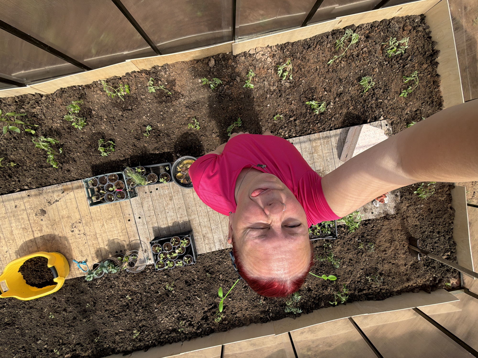 A woman with red hair is holding the camera and taking a selfie in a greenhouse. She is wearing a pink t-shirt and sticking her tongue out. The greenhouse contains soil beds with newly planted seedlings. A yellow bucket, seedling trays, and potted plants are visible on the wooden floor. The location is likely Chaikovsky, Russia, but this cannot be definitively confirmed from the image.