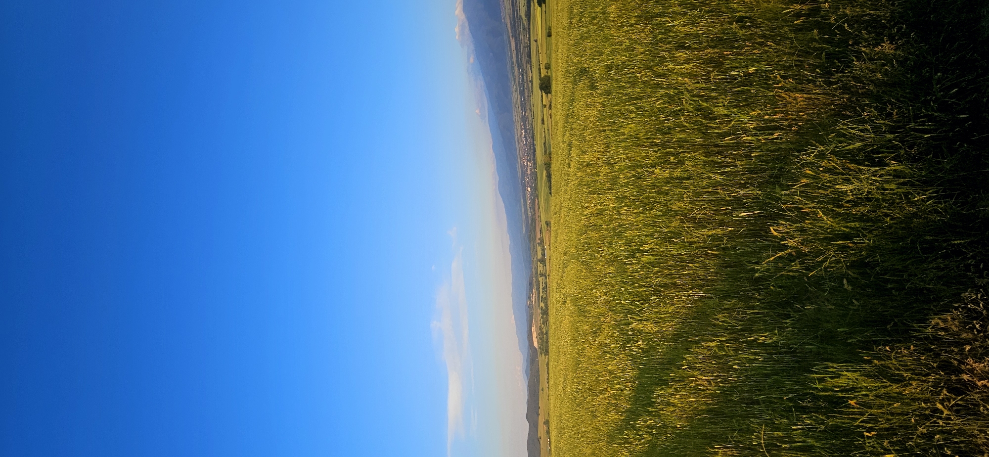 A vast field of green wheat extends across the lower half of the image, swaying gently under a clear, bright blue sky. The field is bathed in warm sunlight, with shadows stretching across the stalks, creating a textured appearance. In the distance, a line of rolling hills and mountains stretches across the horizon. A small town or village is nestled in the valley between the hills, with buildings appearing as small specks. The sky is mostly devoid of clouds, with a faint wispy cloud formation visible on the left side of the image. The overall scene evokes a sense of peacefulness and the beauty of a rural landscape.