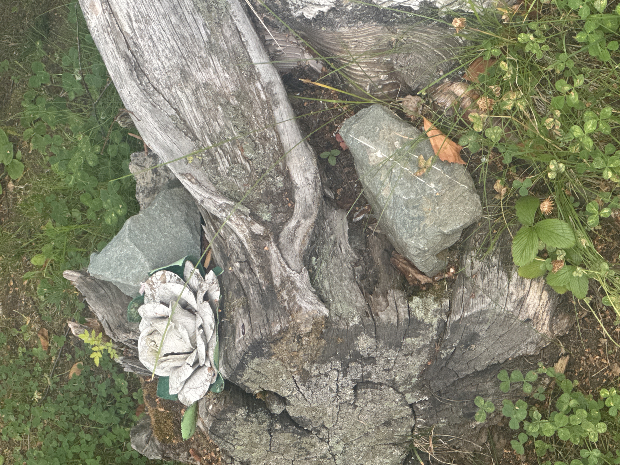 The image shows a close-up, overhead view of a weathered tree stump surrounded by green clover and grass. A large, pale gray artificial rose made of folded material rests on the left side of the stump, partially obscured by a gray rock. Another gray rock is situated to the right of the rose, and a large, weathered piece of wood lies diagonally across the upper right portion of the frame. The scene is set in an outdoor environment, possibly a park or a natural area. There are no people or animals visible. The location is identified as Surgut, Russia.