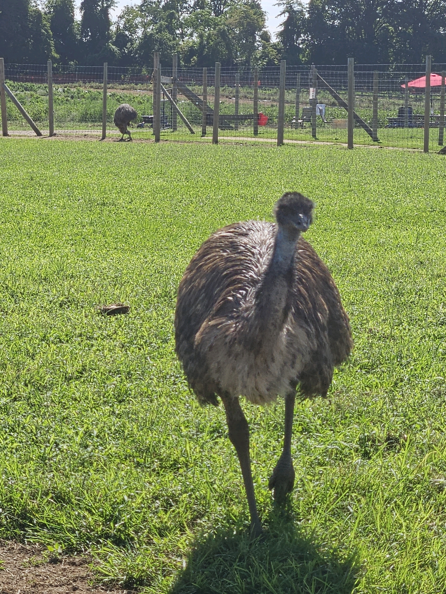 In Colts Neck Township, United States of America, on a sunny day, a large, brown-feathered emu stands in a fenced-in grassy enclosure. The emu is facing the camera and is in the foreground, with its long neck and head visible. In the background, another emu is visible further away, also in the enclosure. The enclosure is surrounded by a wooden fence with wire mesh. Beyond the fence, trees and vegetation are visible, and a red umbrella can be seen in the distance. The ground is covered in lush green grass. The scene appears to be at a farm or animal sanctuary.