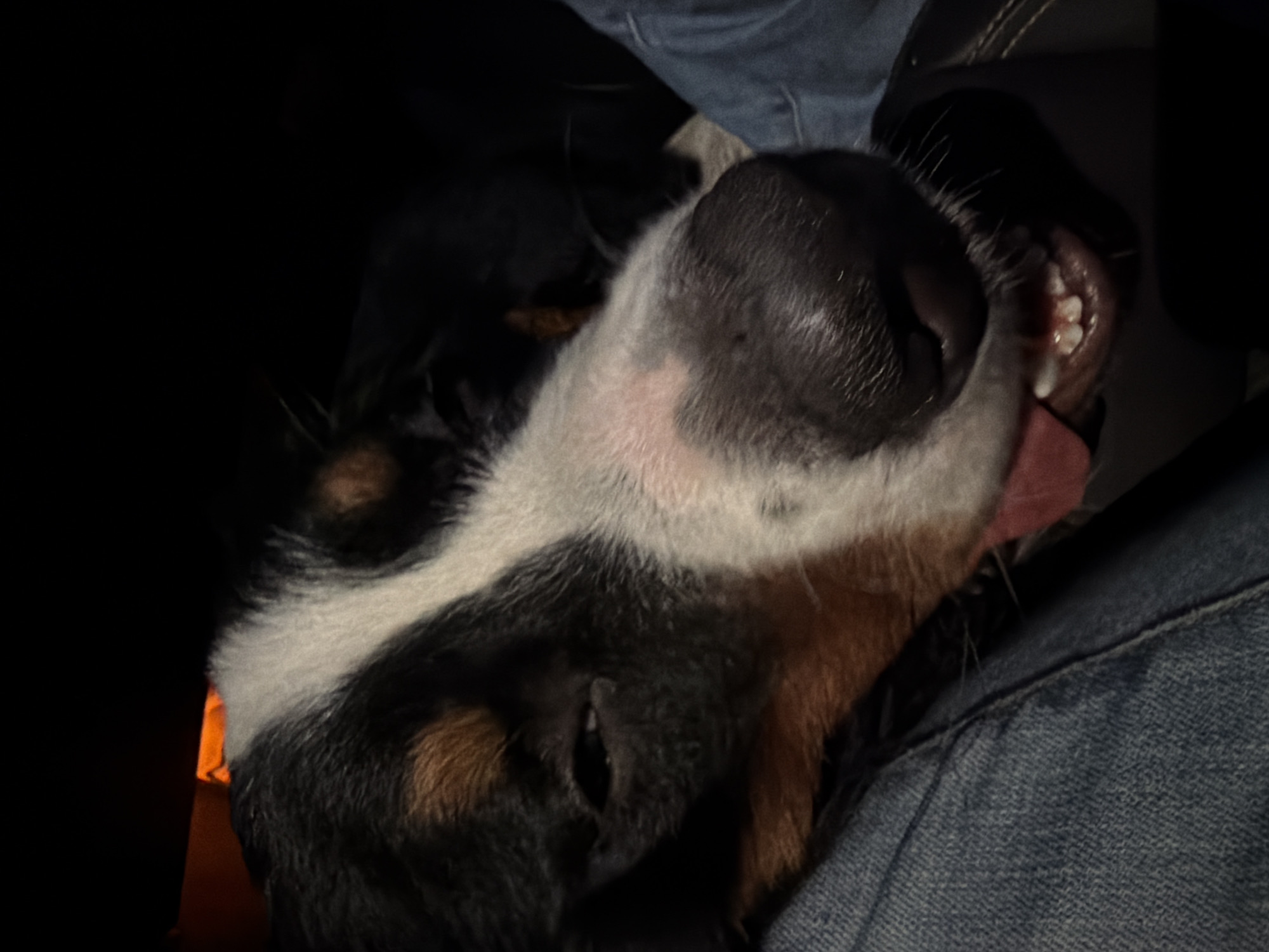 A close-up, low-light shot captures a Bernese Mountain Dog's face resting on denim material, its tongue slightly out. The dog's fur displays its characteristic tricolor markings of black, white, and tan. Its left eye is partially closed, giving it a sleepy or relaxed appearance. The background is dark, with a faint orange glow visible in the upper left corner, possibly from a light source. The scene suggests a car interior, with the denim likely being clothing or upholstery. No specific location in Nakhabino, Russia, is discernible from the image.