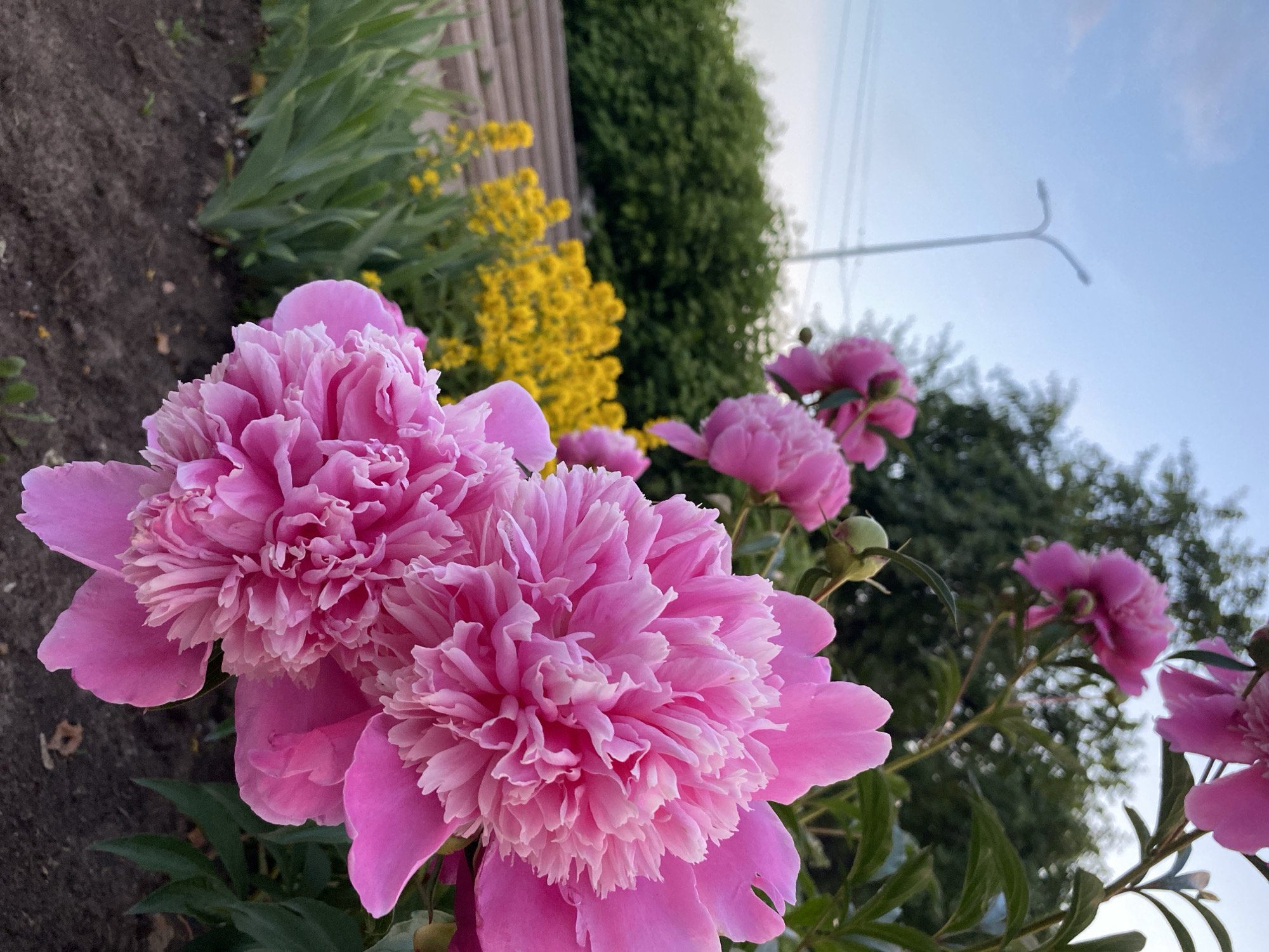 A close-up, eye-level shot features bright pink peonies in the foreground. In the middle ground, yellow flowers are visible behind green foliage and a wooden border. The background includes a lamppost and trees under a partly cloudy sky. The scene appears to be a garden or park in Chaikovsky, Russia.