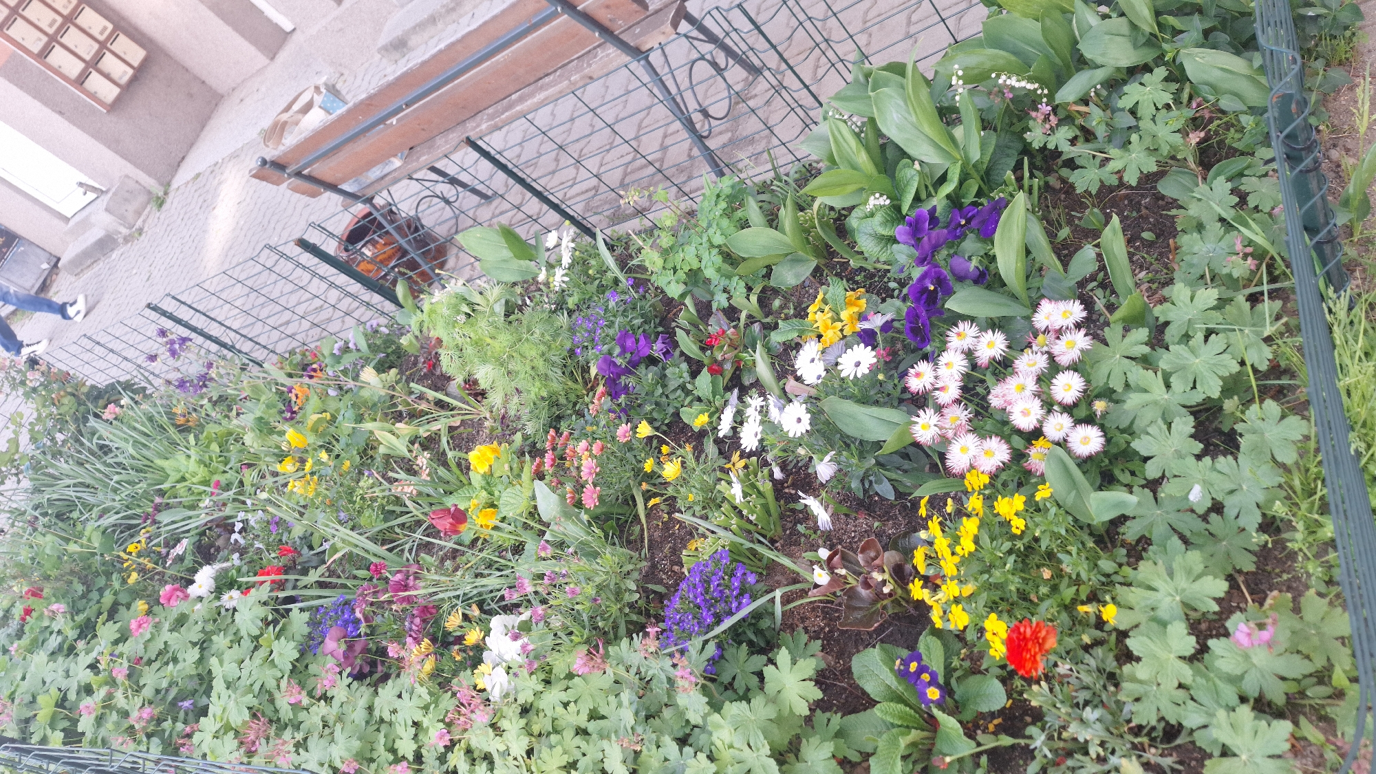 A flower bed is enclosed by a green metal fence. The flower bed contains a variety of colorful flowers, including yellow, white, red, pink, and purple. Some flowers are daisies. Green foliage fills the rest of the space. Above the flower bed, there is a wooden bench partially visible through the fence. In the background, there is a light-colored building. A person's legs and shoes are visible walking past the building.