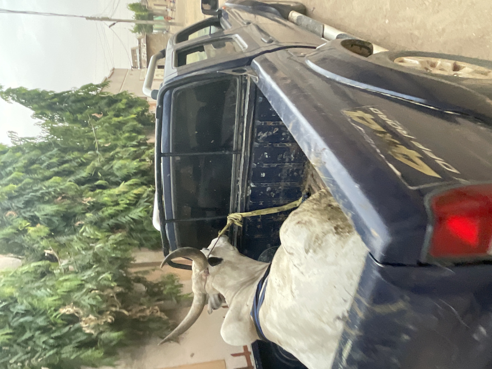The image depicts a blue pickup truck with a light-colored cow tied in the bed. The truck is parked on a street in an urban environment, with trees and buildings visible in the background. The cow is secured with a yellow rope. The vehicle has an "OFF ROAD" sticker.
