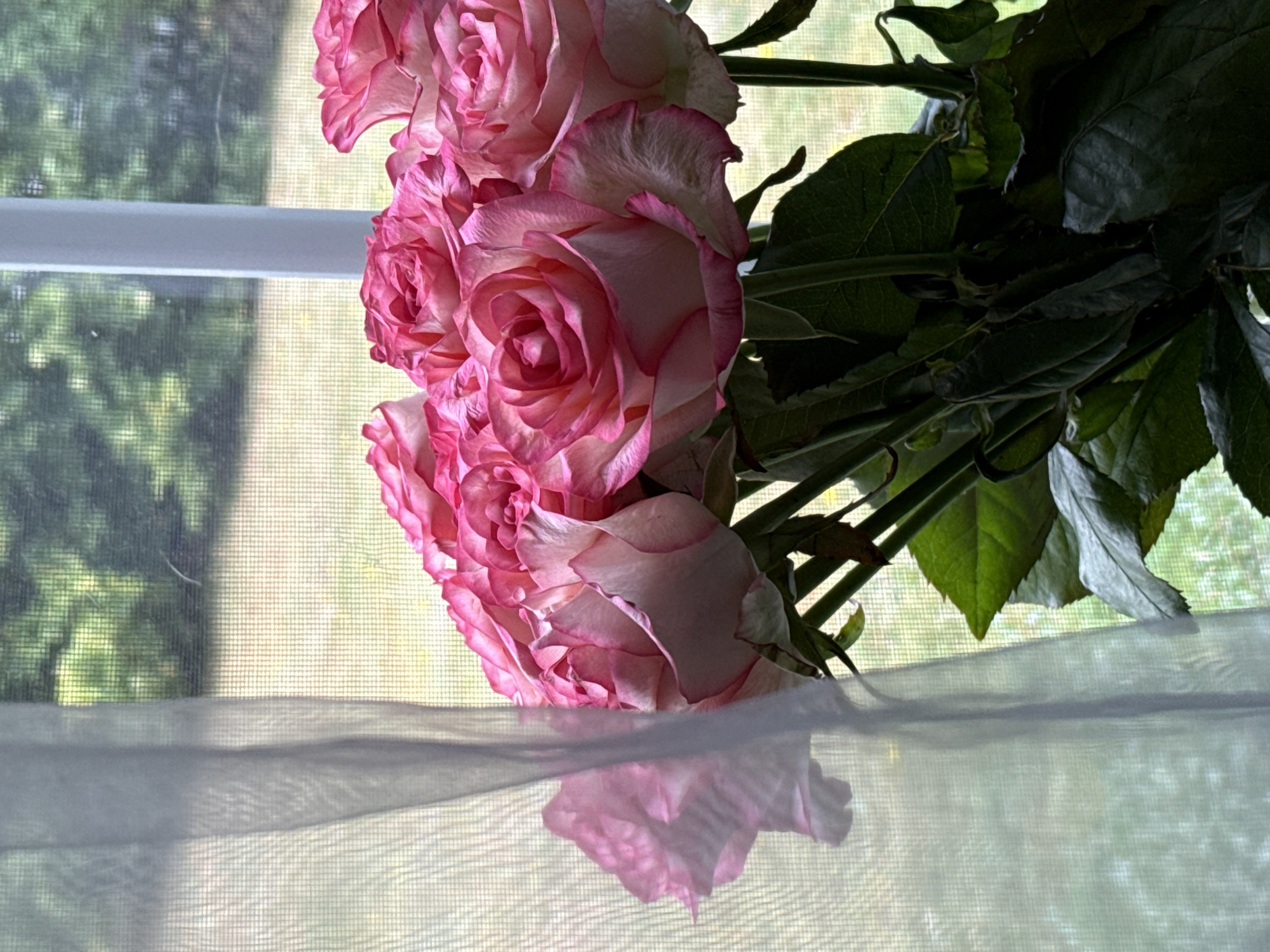 A bouquet of pink and white roses is displayed in a window, partially obscured by a sheer white curtain. The roses are the primary subject, with their petals showing a gradient of color from deep pink at the edges to pale white in the center. The stems and dark green leaves of the roses are visible towards the bottom of the image. Through the window and the mesh of a screen, a blurry outdoor scene can be seen, suggesting a natural environment with trees and grassy areas. The lighting indicates it is daytime. There is no indication of the city of Bad Sachsa, Germany.