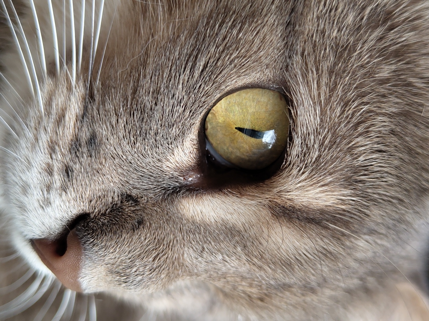 This is a close-up, head-on shot of a cat's eye. The cat has yellow-green eyes and light brown fur. The pupil of the eye is vertical and slit-like. The cat's whiskers are white and prominent. The background is blurred, suggesting a shallow depth of field. The image is sharp and detailed, with excellent lighting that highlights the texture of the fur and the intricate details of the eye. The location is Unknown, Unknown.