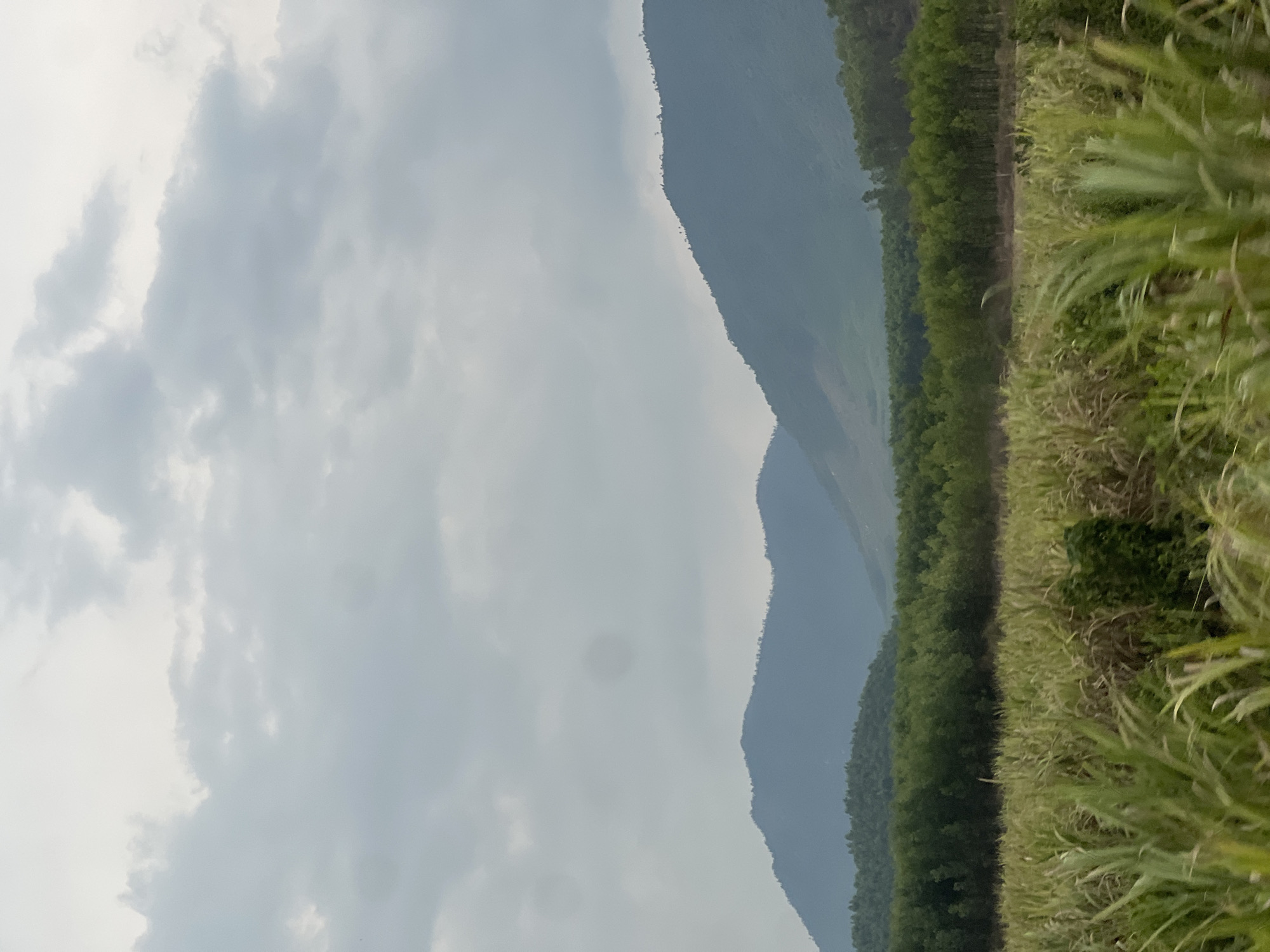 The image displays a natural landscape under an overcast sky in Ninh Tây, Vietnam. In the foreground, on the right side of the frame, there is a dense growth of tall, green, grass-like plants, possibly sugarcane or reeds, extending out of view. Behind this foliage, a thick line of dark green trees forms a distinct boundary, suggesting a forest or plantation. Further in the middle ground, several layers of mountains or large hills rise, appearing hazy and dark blue-grey due to atmospheric distance. The sky, occupying the upper and left portions of the image, is completely covered with light grey and white clouds, indicating an overcast day. No people, man-made structures, or activities are visible. The scene evokes a tranquil, rural setting with muted colors due to the cloudy weather.