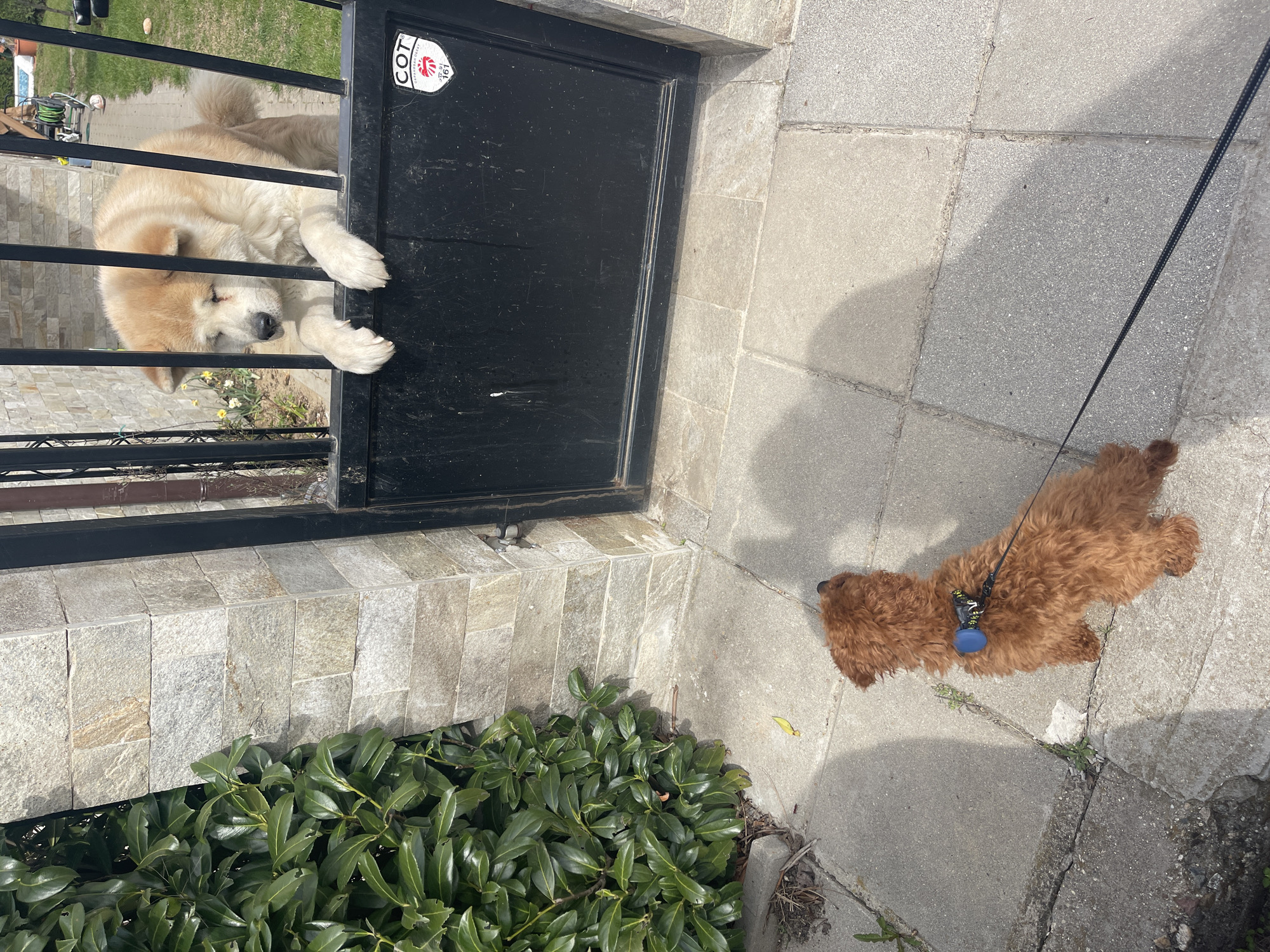An outdoor scene shows two dogs. A large, beige and white Akita-type dog lies behind a black metal gate, with its paws reaching through the bars. On the sidewalk, a smaller, brown, curly-haired dog lies on a leash. A black leash connects the brown dog to a person who is partially visible in the top right of the image. The ground is paved with grey stone tiles. Green foliage grows along the base of the gate. The image appears to be taken in a residential area, potentially near a building entrance. A COT sticker is visible on the top right of the gate. The location is the city of Sofia, Bulgaria based on the sticker and environment.