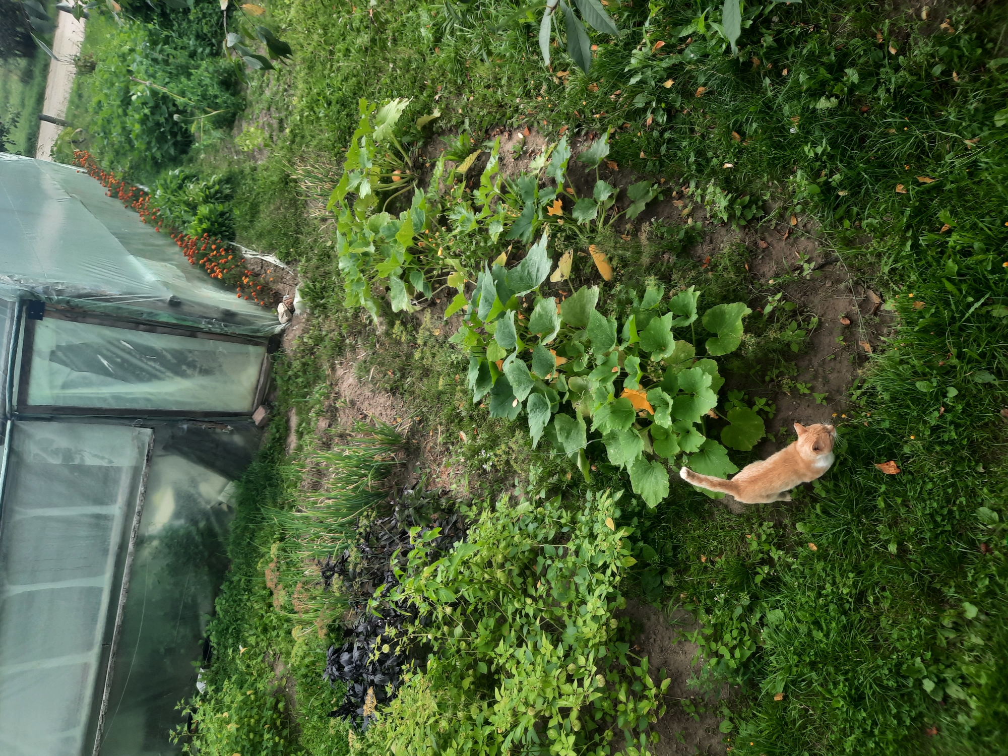 A ginger and white cat stands in a garden in Shklov, Belarus. The garden features a greenhouse made of plastic sheeting stretched over a frame. Various plants, including what appear to be tomato plants with green fruit and large-leafed squash plants, are growing in raised beds and around the greenhouse. A row of small orange flowers lines the base of the greenhouse. The ground is a mixture of soil and grass, with some fallen leaves scattered about. The overall impression is of a rural or suburban garden scene.