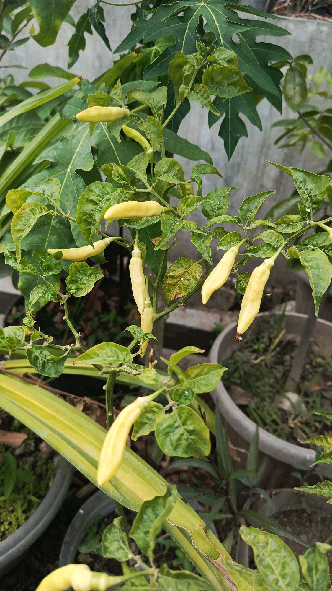The image depicts a close-up view of a chili pepper plant laden with yellow, unripe chili peppers, likely in a garden setting within the city of Ronowijayan, Indonesia. The plant has green, serrated leaves and is supported by thin stems. Several yellow chili peppers are visible, hanging downwards or pointing upwards. In the background, out-of-focus elements include a concrete wall, other plants with large green leaves, and what appear to be large terracotta pots. The overall lighting suggests an outdoor environment, possibly during daylight hours. The focus is on the chili pepper plant and its fruits, with the surrounding environment providing context.