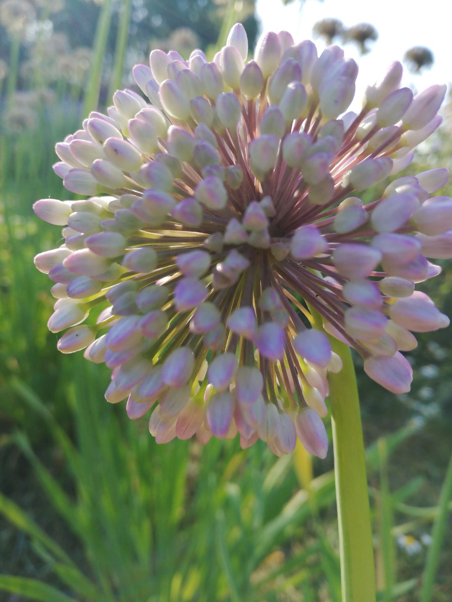The image is a close-up, low-angle shot of an ornamental onion flower in bloom. The flower head is spherical and composed of numerous small, tightly packed buds, predominantly white with subtle pink and purple hues at their tips. The buds are arranged in a radial pattern, extending outwards from a central stalk. The stalk itself is thick and green, supporting the weight of the flower head. The background is softly blurred, revealing a sunlit garden environment. Tall green grass and other indistinct flower heads are visible, suggesting a natural setting within the city of Novohrodok Rural Council, Belarus. The lighting is natural and appears to be from a low sun angle, casting a warm glow on the flower and creating highlights. No people or animals are present in the image. The scene depicts a single, healthy blooming plant.