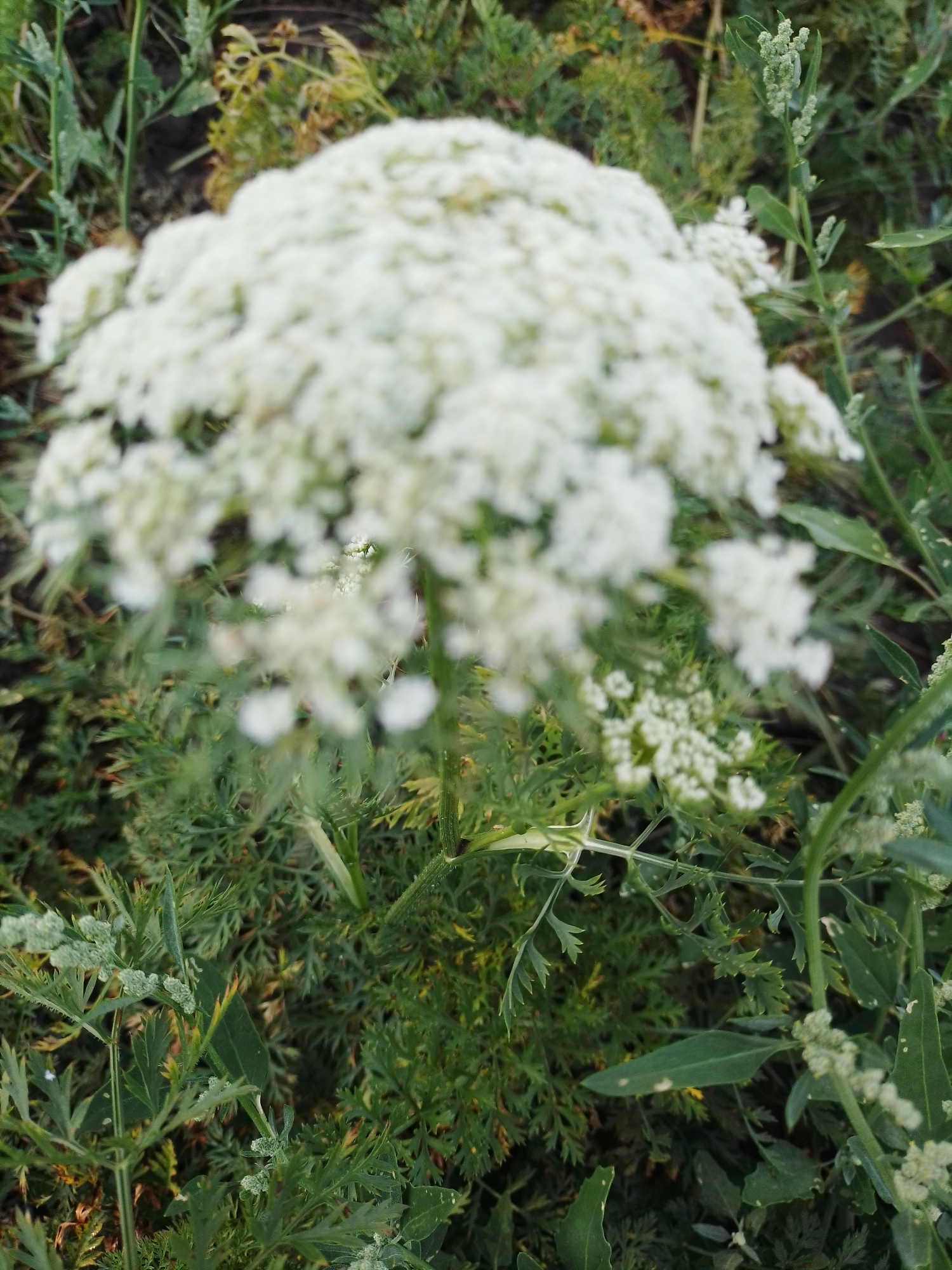 A close-up, slightly out-of-focus shot captures a cluster of small white flowers and green foliage. The flowers are delicate and clustered together in a rounded shape, with some individual petals visible. The leaves are fern-like and a vibrant green, creating a dense background. The scene appears to be outdoors, possibly in a garden or natural setting. The image does not contain any people, and no actions or interactions are depicted. The photograph was taken in Ustyvytsia, Ukraine.