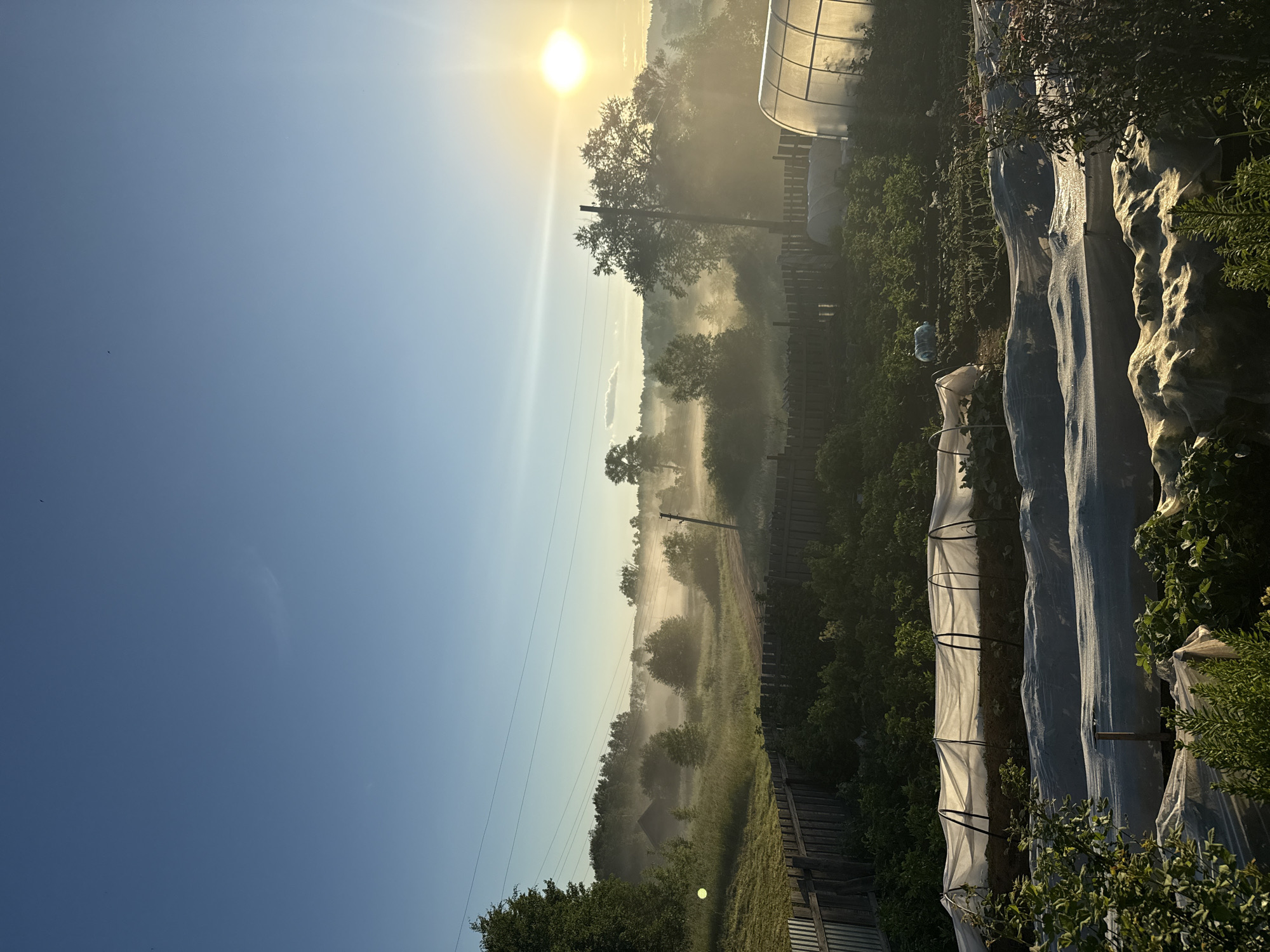 The image captures a serene rural landscape in the village of Uralskoye, Russia, during a foggy morning with the sun rising. The foreground features a garden with rows of plants covered by protective netting, suggesting cultivation efforts. A wooden fence runs across the middle ground, separating the garden from a more open area. Beyond the fence, a dirt road winds through a field shrouded in mist. Trees are scattered across the landscape, with some appearing as silhouettes against the hazy backdrop. A greenhouse is visible on the right side, its translucent material catching the morning light. In the distance, a small house with a dark roof is nestled amongst the trees, adding to the rustic charm of the scene. Power lines stretch across the clear blue sky, a reminder of modern infrastructure in this otherwise natural setting. The overall atmosphere is peaceful and tranquil, characteristic of a quiet morning in the Russian countryside.