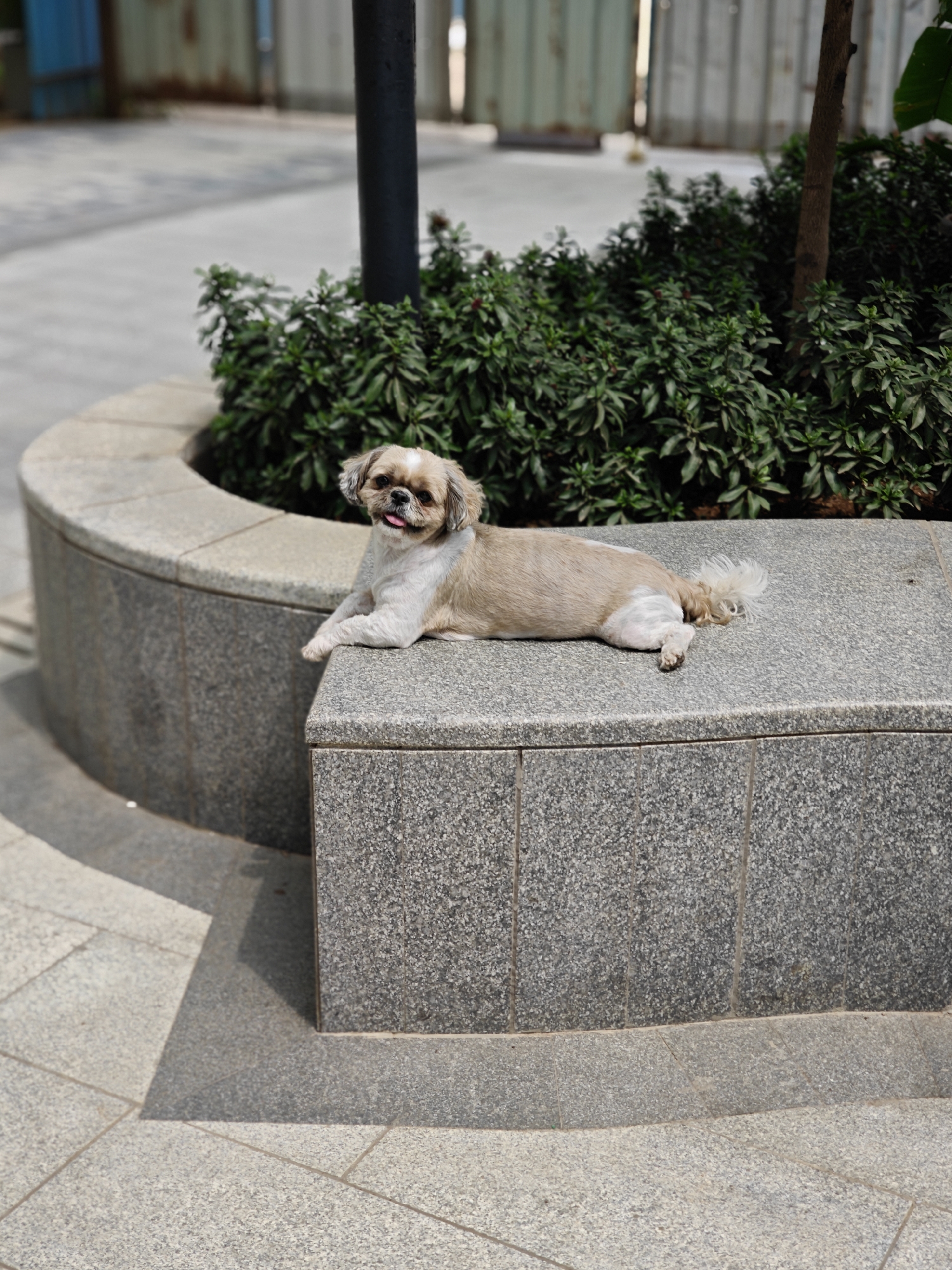A tan and white Shih Tzu dog lies on a grey granite bench, with its tongue slightly protruding. The bench forms the edge of a raised planter filled with lush green shrubbery. Behind the planter, a black light post rises, and beyond that, there's a glimpse of a metal fence. The setting appears to be a paved public space. The scene could be in Mumbai, India, due to the lighting and setting.
