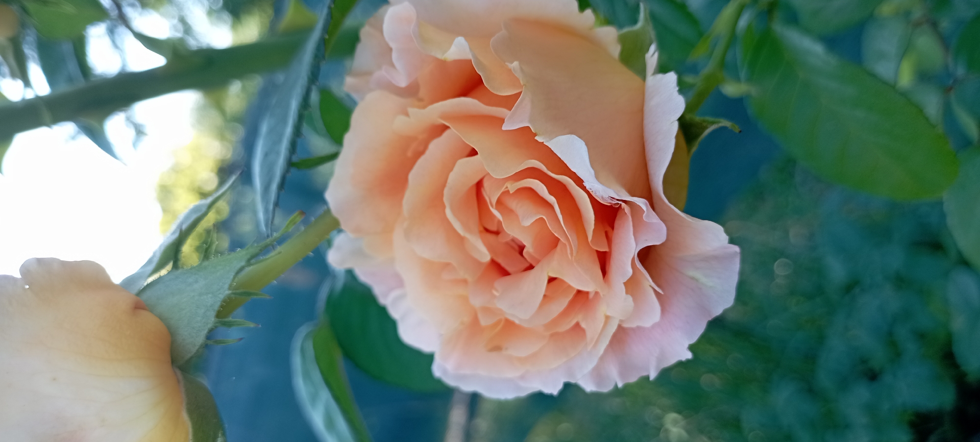 The image captures a close-up view of a pale orange rose in bloom, set against a soft-focus background of green foliage and dappled sunlight. The rose petals are tightly furled in the center, gradually unfurling outwards with delicate, wavy edges. Some petals show a hint of pale pink at their tips. The rose is supported by green sepals and a thorny stem, which is visible in the upper right quadrant of the image. The background consists of blurred green leaves and patches of light, suggesting an outdoor garden setting. The overall impression is one of natural beauty and gentle light. No specific location in Radisne, Ukraine, can be identified from the image.