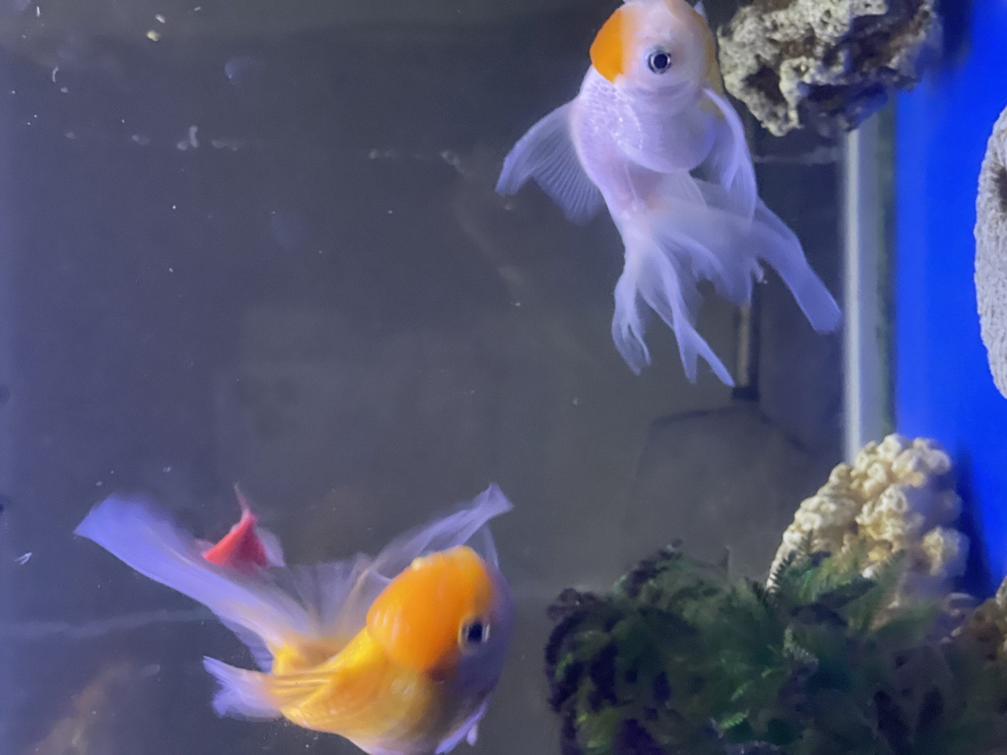 Two fantail goldfish swim in an aquarium. One goldfish, predominantly white with an orange head, swims towards the top right of the frame, its translucent fins fanned out. The second goldfish, primarily orange with a white belly and tail, is positioned lower and to the left, facing towards the right. This goldfish also exhibits flowing, translucent fins. A small, bright red object, possibly another goldfish or decoration, is visible near the tail fin of the second goldfish. The background is a dark, murky blue, with some lighter areas suggesting the tank's structure. To the right of the frame, there are two decorative elements: a clump of green, plant-like material and a rough, textured, light-colored structure resembling coral or rock. The lighting suggests an indoor setting, likely an aquarium in a home or public display. No text is visible.