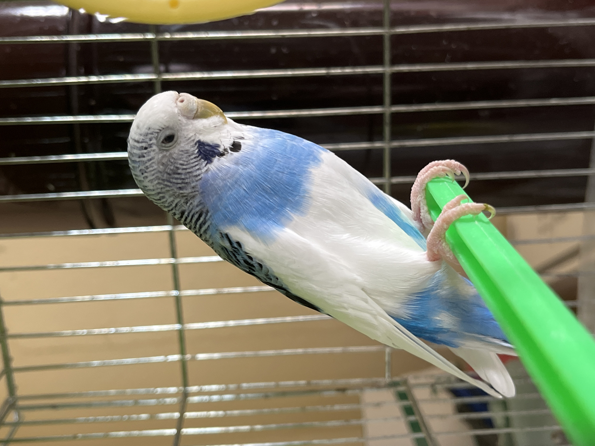 A budgerigar is perched on a green, plastic perch inside a cage. The bird has a blue and white head with dark, horizontal lines. Its wings are white with blue markings. The cage is made of metal bars. There is a yellow object above the cage. The location is impossible to determine from the image.