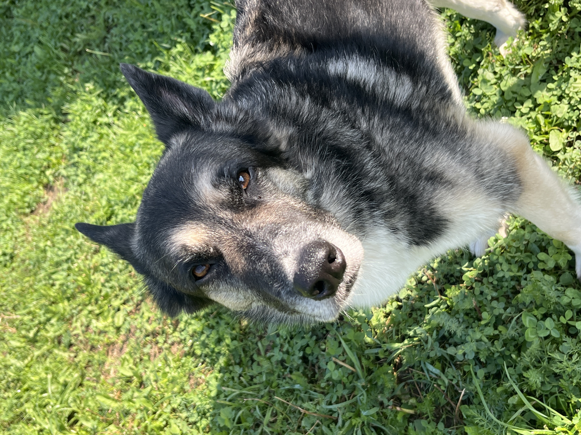 The image is a close-up, eye-level, outdoor shot of a medium-sized dog with black, gray, and tan fur, facing directly towards the camera. The dog's head is the primary subject, with its ears perked upwards. Its eyes are a warm brown, and its nose is black and wet. The dog is standing on a patch of green grass dotted with clover. The lighting suggests it is daytime, with sunlight casting shadows on the grass, indicating a bright, sunny environment. The image does not contain any information about the city of Nizhny Tagil, Russia, or any specific location details beyond a natural outdoor setting. There are no people or any other discernible objects or actions in the frame besides the dog and the grass.