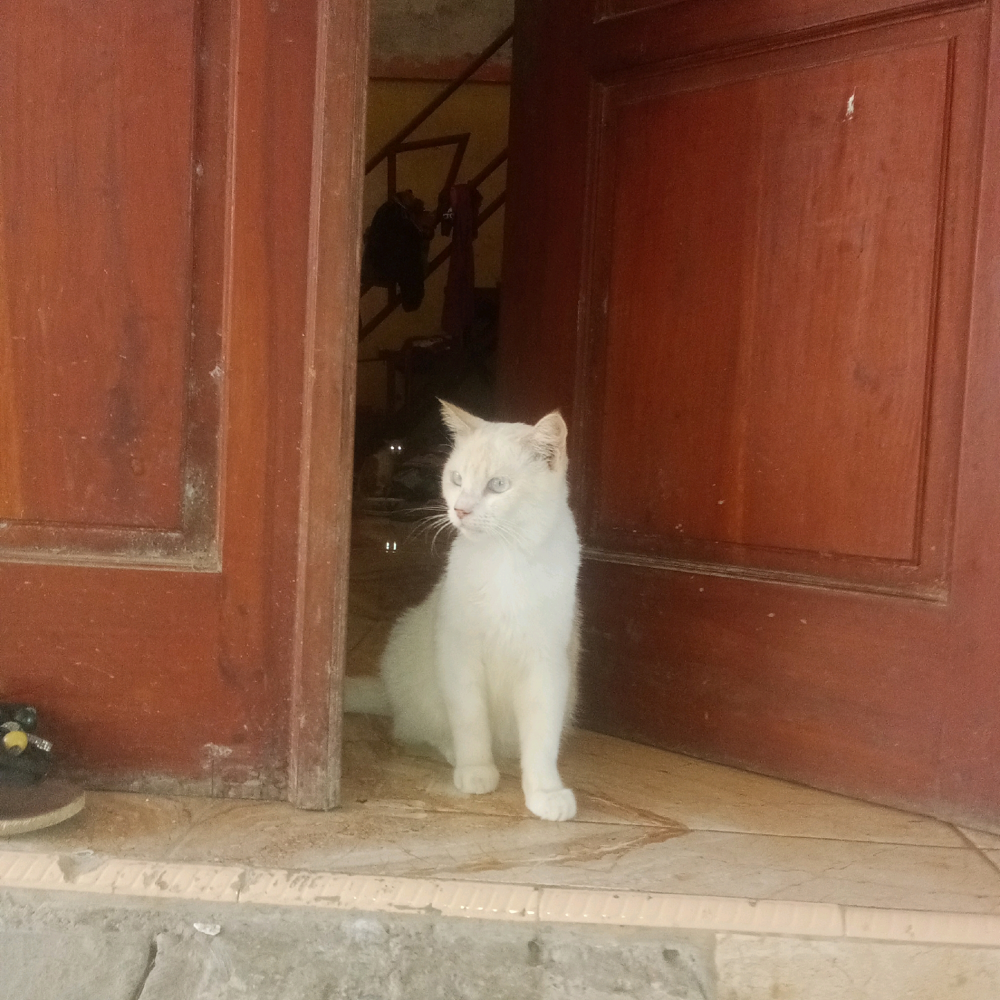 A white cat with light blue eyes sits on a tiled floor in a doorway. The doorway is framed by dark red wooden doors. In the background, stairs are visible, along with some hanging items. A dark shoe with a yellow accent is partially visible to the left of the cat. The scene appears to be outdoors, possibly in a residential area in Karawang, Indonesia, given the architectural style of the doorway and the outdoor setting.