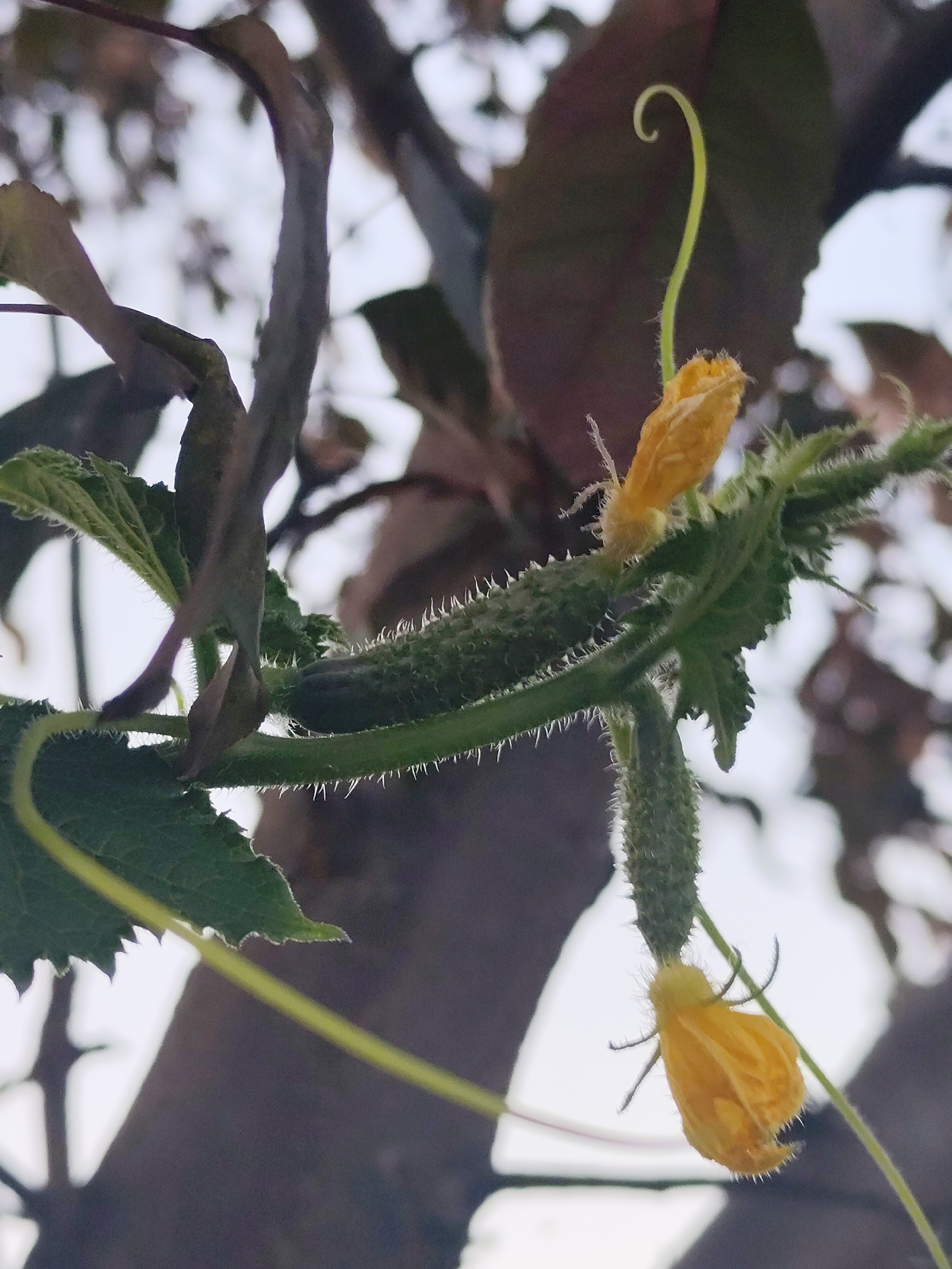The image shows a close-up of a cucumber plant with developing fruits and yellow flowers, against a blurred background of tree branches and sky. The plant is in an outdoor setting, likely in a garden or agricultural area. The cucumbers are small and green with visible spines, and the flowers are a bright yellow. The focus is on the detailed texture of the plant. No specific location within Барлакский, Russia can be determined from the image. There are no people or actions depicted.
