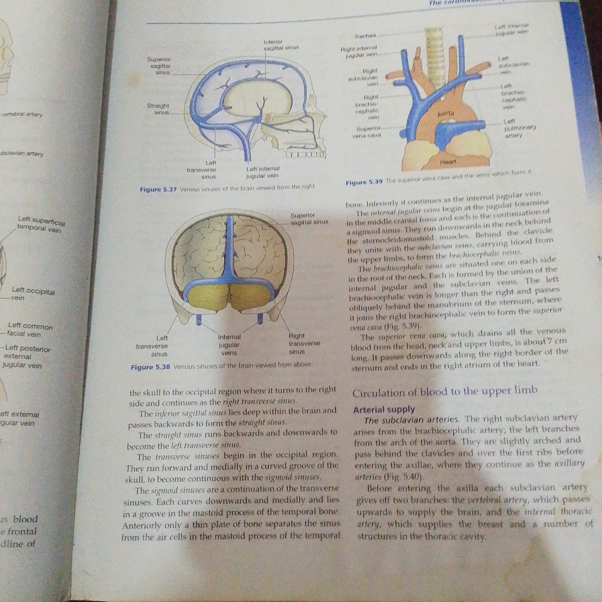 The image is a scan from a biology textbook, showing diagrams of the human circulatory system, specifically focusing on the venous sinuses of the brain and the circulation of blood to the upper limb. There are no people or real-world scenes depicted, only anatomical illustrations.
The subjects are anatomical diagrams of the human head and upper torso, illustrating blood vessels and cranial sinuses. Figure 5.37 shows a lateral view of the venous sinuses of the brain, with labels for structures like the superior sagittal sinus, straight sinus, left transverse sinus, and left internal jugular vein. Figure 5.38 presents a superior view of the venous sinuses of the brain, highlighting the superior sagittal sinus, left transverse sinus, internal jugular veins, and right transverse sinus. Figure 5.39 illustrates the superior vena cava and the veins that form it, including the aorta, subclavian veins, and brachiocephalic veins, with the heart visible at the bottom.
The activity depicted is purely educational, aimed at illustrating anatomical structures and blood flow. There is no action or event taking place within the diagrams themselves.
Notable details include the detailed labeling of various veins and sinuses. The text accompanying the figures provides explanations of their anatomy and function. For example, it describes how the internal jugular veins begin at the jugular foramina and continue as the sigmoid sinuses, and how the superior vena cava drains blood from the head, neck, and upper limbs. The section on arterial supply to the upper limb mentions the subclavian arteries and their branches, like the vertebral artery and internal thoracic artery. The text is written in a clear, scientific manner. The overall setting is a textbook page, implying an academic or study context.
There is a significant amount of visible text, serving as labels for the diagrams and explanatory captions. This text is crucial for understanding the illustrations.
