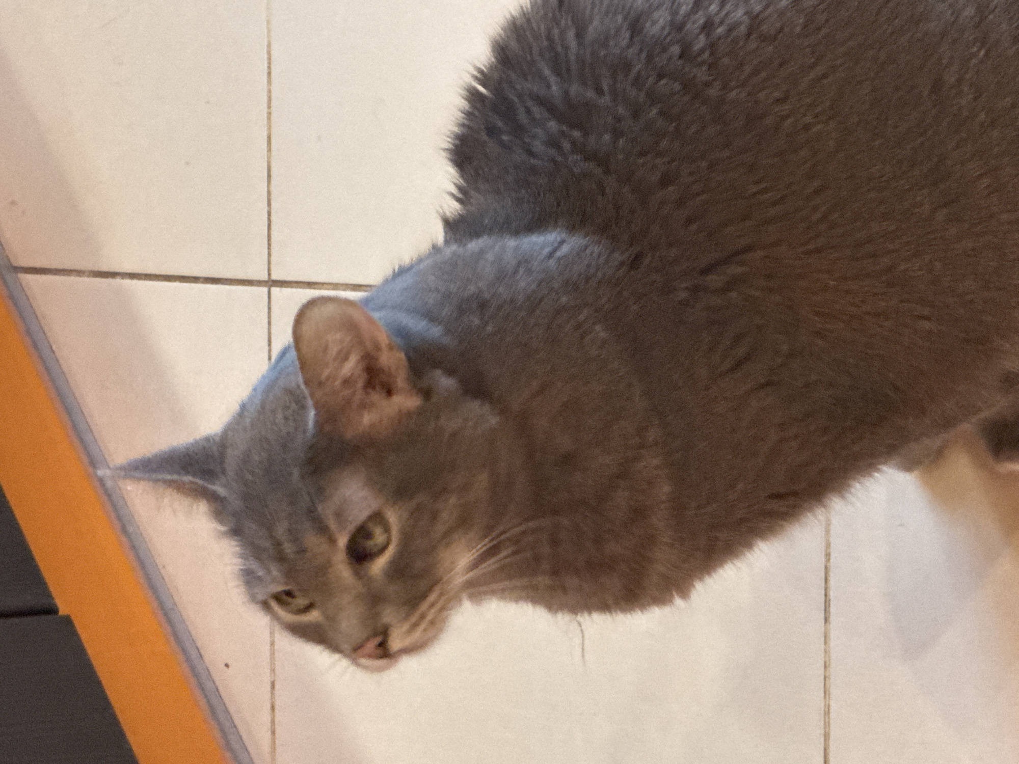A blue-grey cat is depicted in a close-up, slightly elevated indoor shot. The feline, with short to medium fur, faces towards the left and slightly upwards, its gaze directed out of frame. Its eyes are a light green-yellow, and its nose is pink. Prominent whiskers extend from its muzzle. The cat's body, primarily visible from the chest upwards, occupies the center and right side of the frame. The background consists of light-colored, possibly off-white, floor tiles with dark grout lines arranged in a grid pattern. In the upper left corner, an orange horizontal strip is visible, adjacent to a dark grey or black surface, likely part of a wall or furniture.