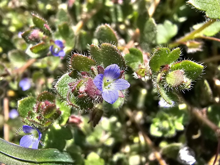 A macro photograph captures a close-up of a low-growing plant, likely *Veronica persica* (Persian speedwell), against a blurred green background. The plant features several small, five-petaled flowers, predominantly lavender-blue with white centers. One flower is in sharp focus slightly below the image center. The ovate to heart-shaped leaves and stems are covered in numerous fine, white hairs. Some developing buds and new growth exhibit reddish-purple pigmentation. The background consists of out-of-focus green foliage and indistinct light sources, suggesting natural outdoor lighting. No individuals, man-made objects, or specific actions are depicted. This botanical scene is located in Donchevo, Bulgaria.