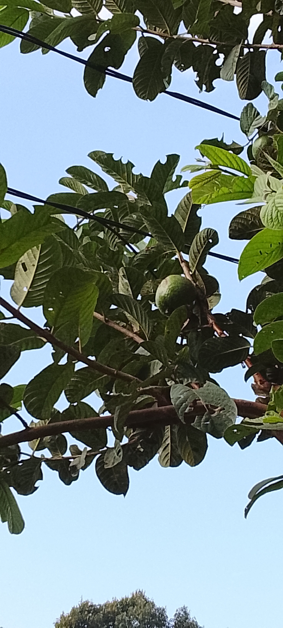 A single, round, green guava fruit hangs from a branch amidst lush green leaves against a clear blue sky. The leaves are characteristic of a guava tree, with some showing signs of being chewed or damaged at the edges. Several dark wires, likely power or telephone lines, run horizontally across the frame, partially obscured by the foliage. The image appears to have been taken outdoors, with the guava tree positioned such that its branches and fruit are silhouetted against the sky. The scene is consistent with an outdoor setting in Padang Dalom, Indonesia, where guava trees are common. There are no people or animals visible in the image.